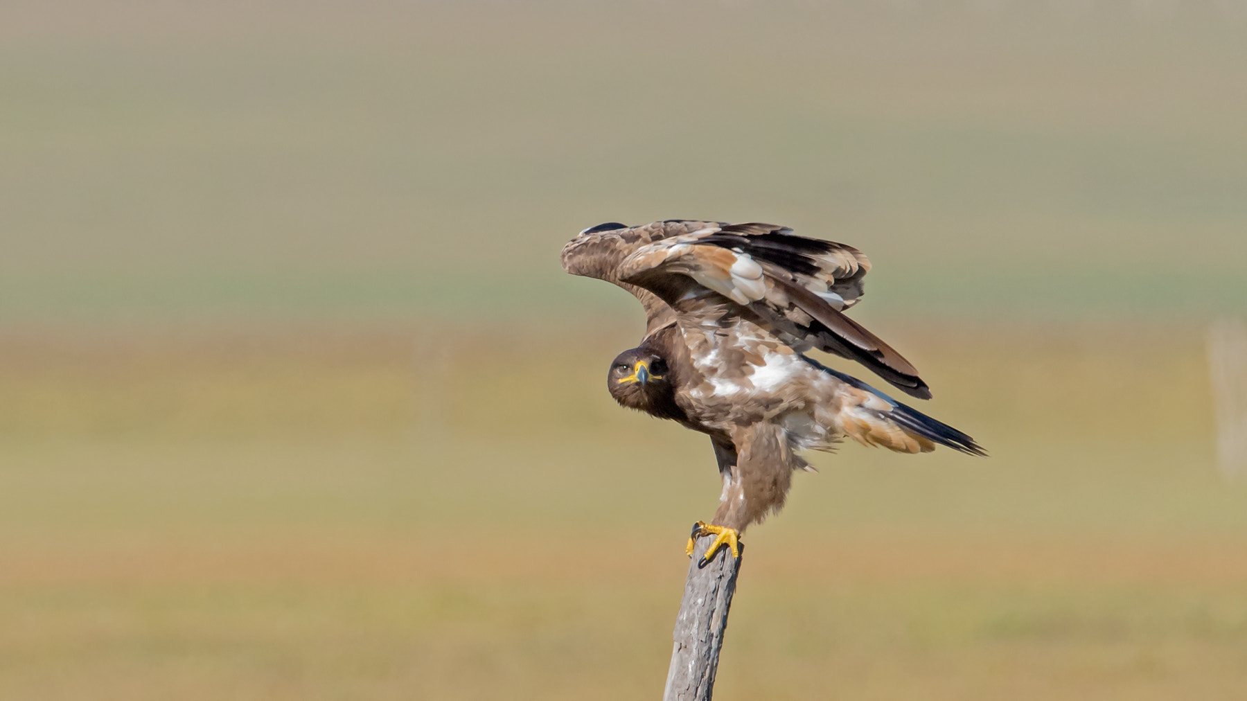 Nikon AF-S Nikkor 600mm F4D ED-IF II sample photo