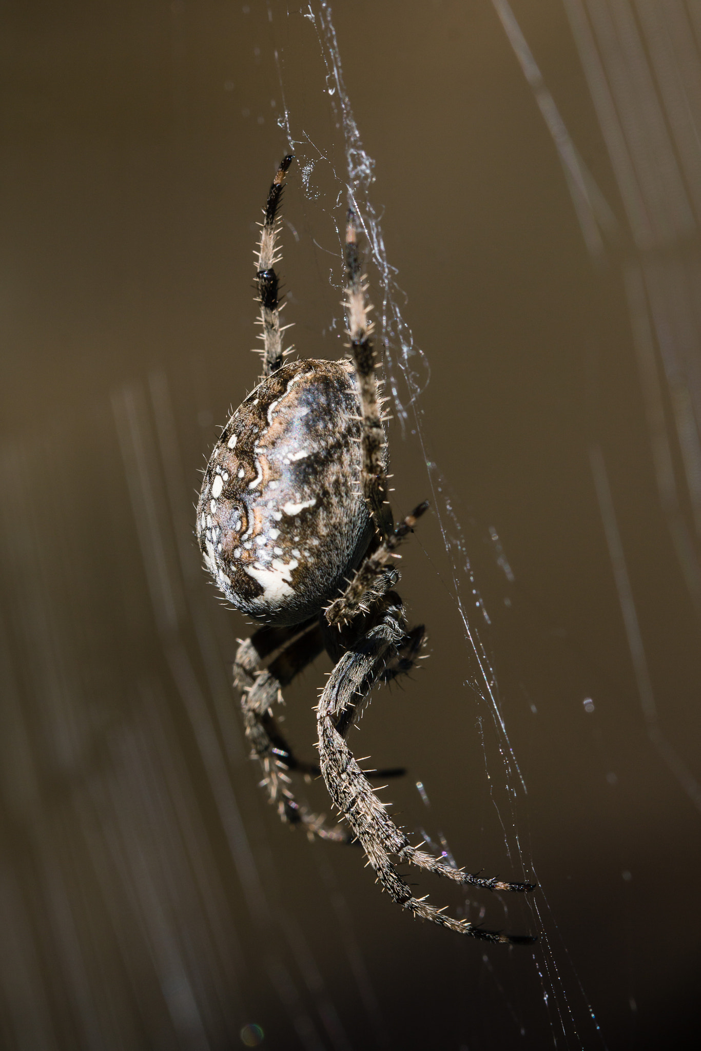 Canon EOS 60D + Canon EF 100mm F2.8L Macro IS USM sample photo. Spider photography