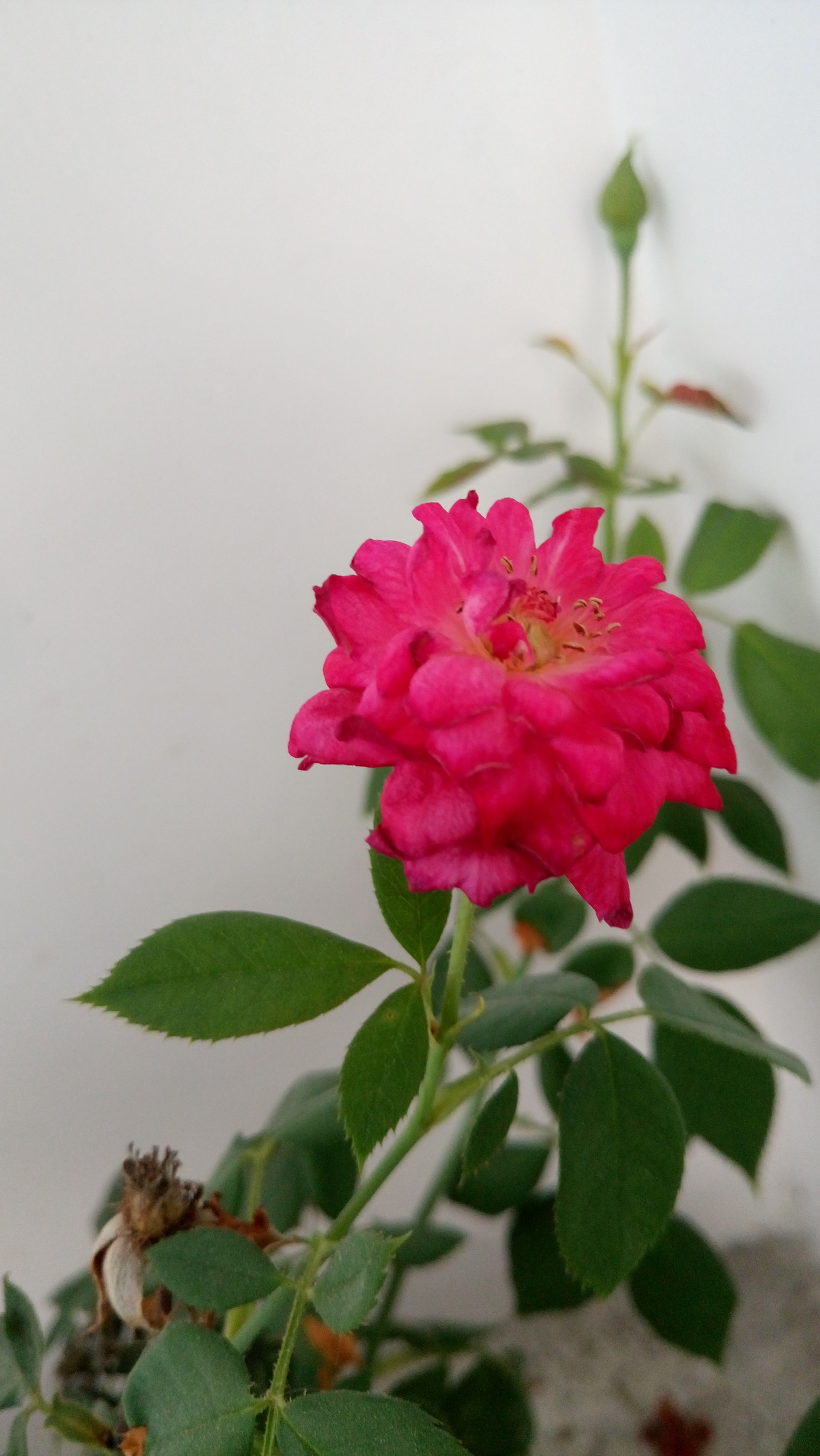 Sony Xperia M5 Dual sample photo