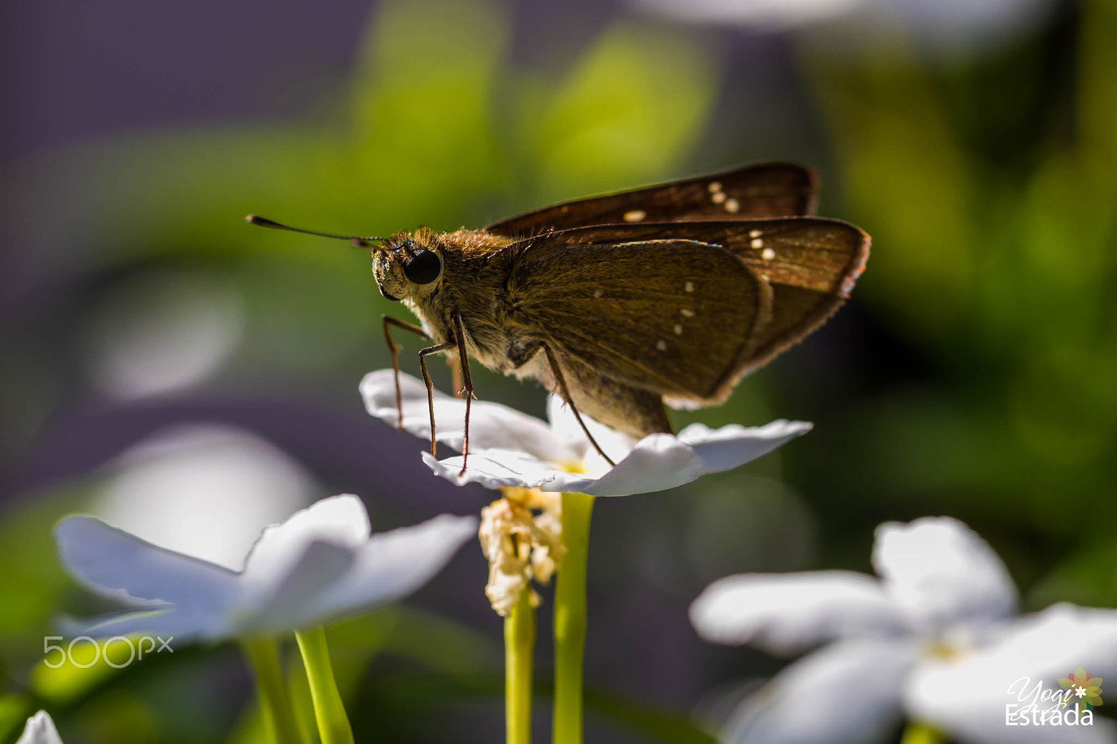 Canon EOS 7D + Canon EF 100mm F2.8L Macro IS USM sample photo. I wanna be with you photography