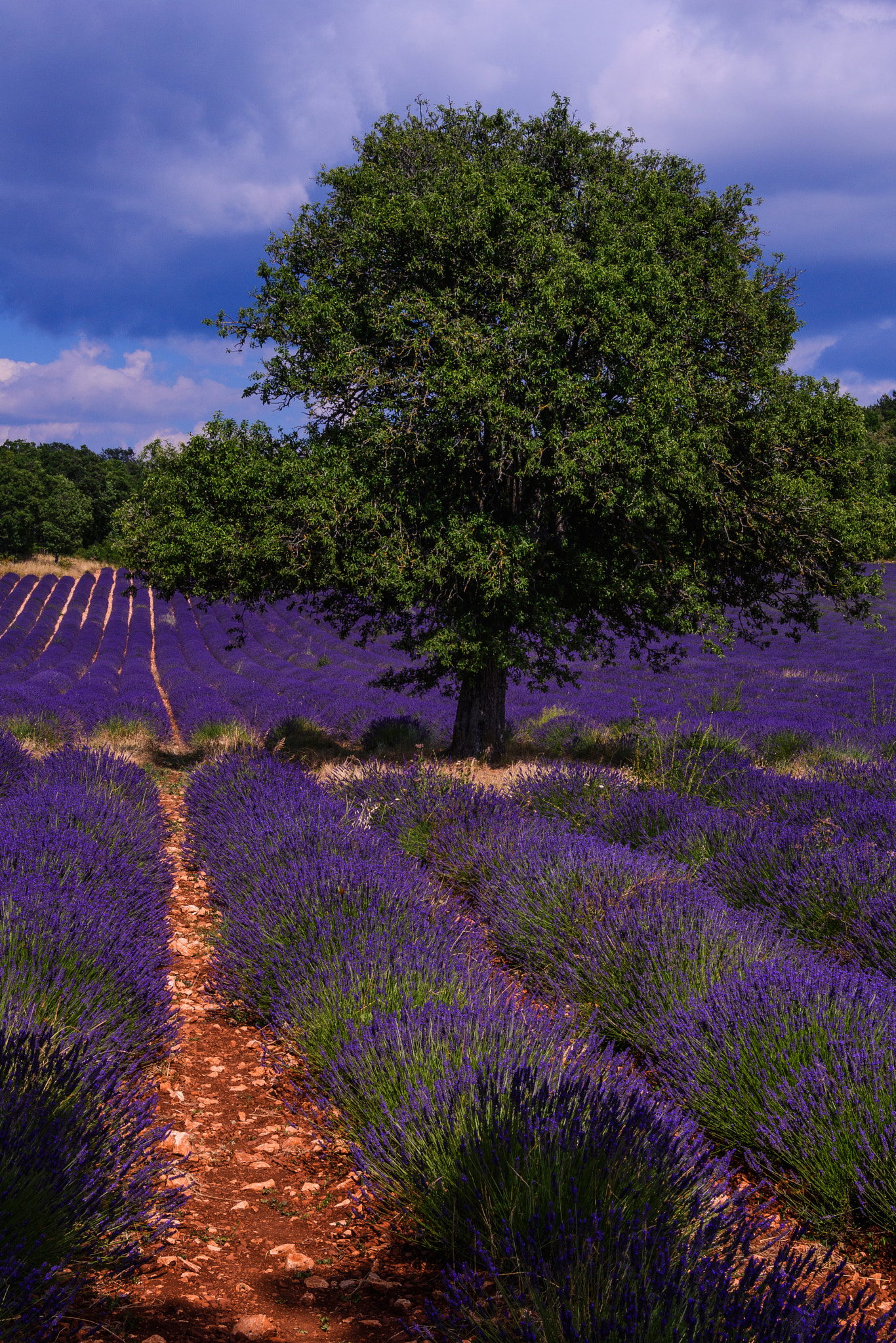 Nikon D5 sample photo. Avignon france photography