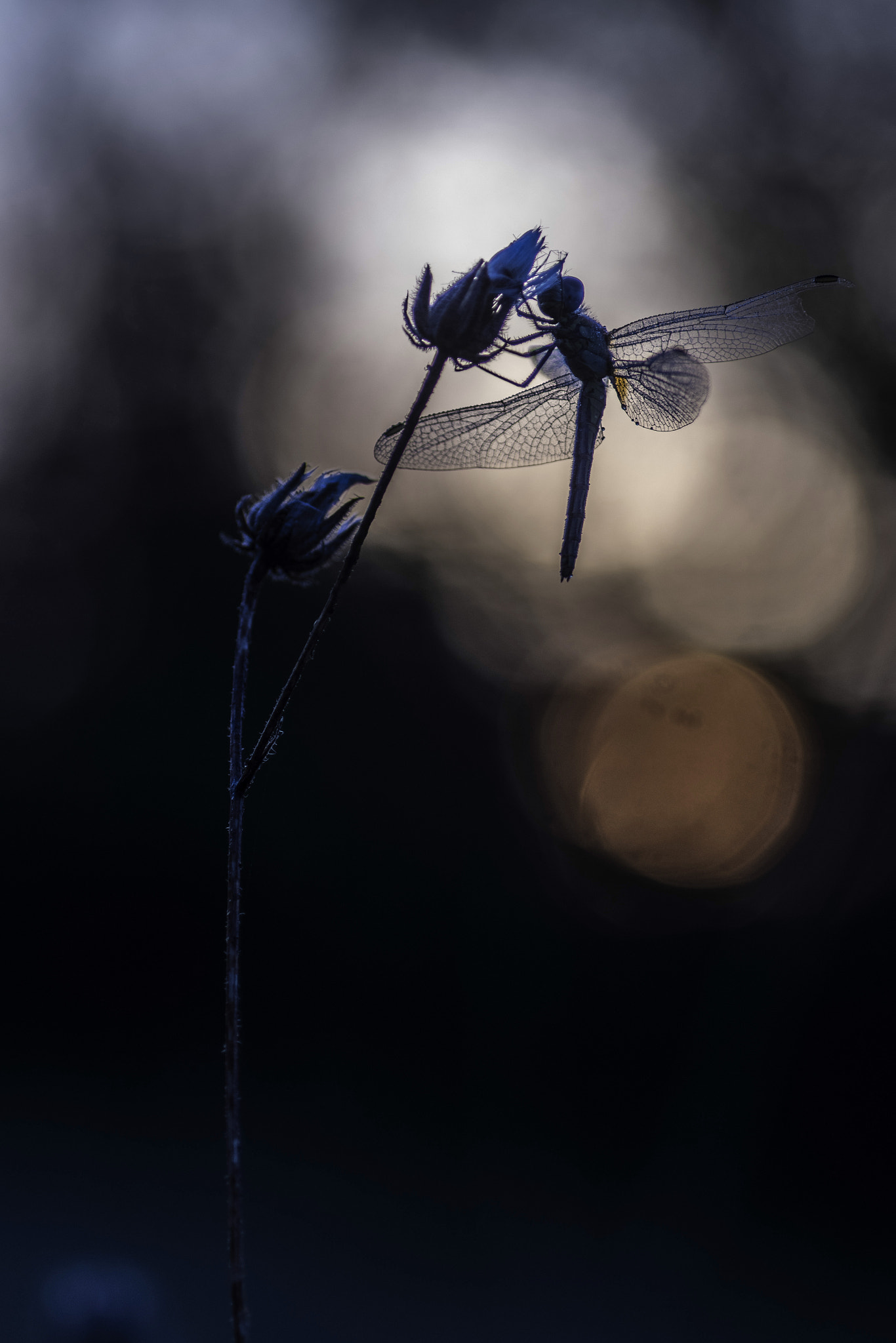 Pentax K-3 + Tamron SP AF 90mm F2.8 Di Macro sample photo. Matin bleu. photography