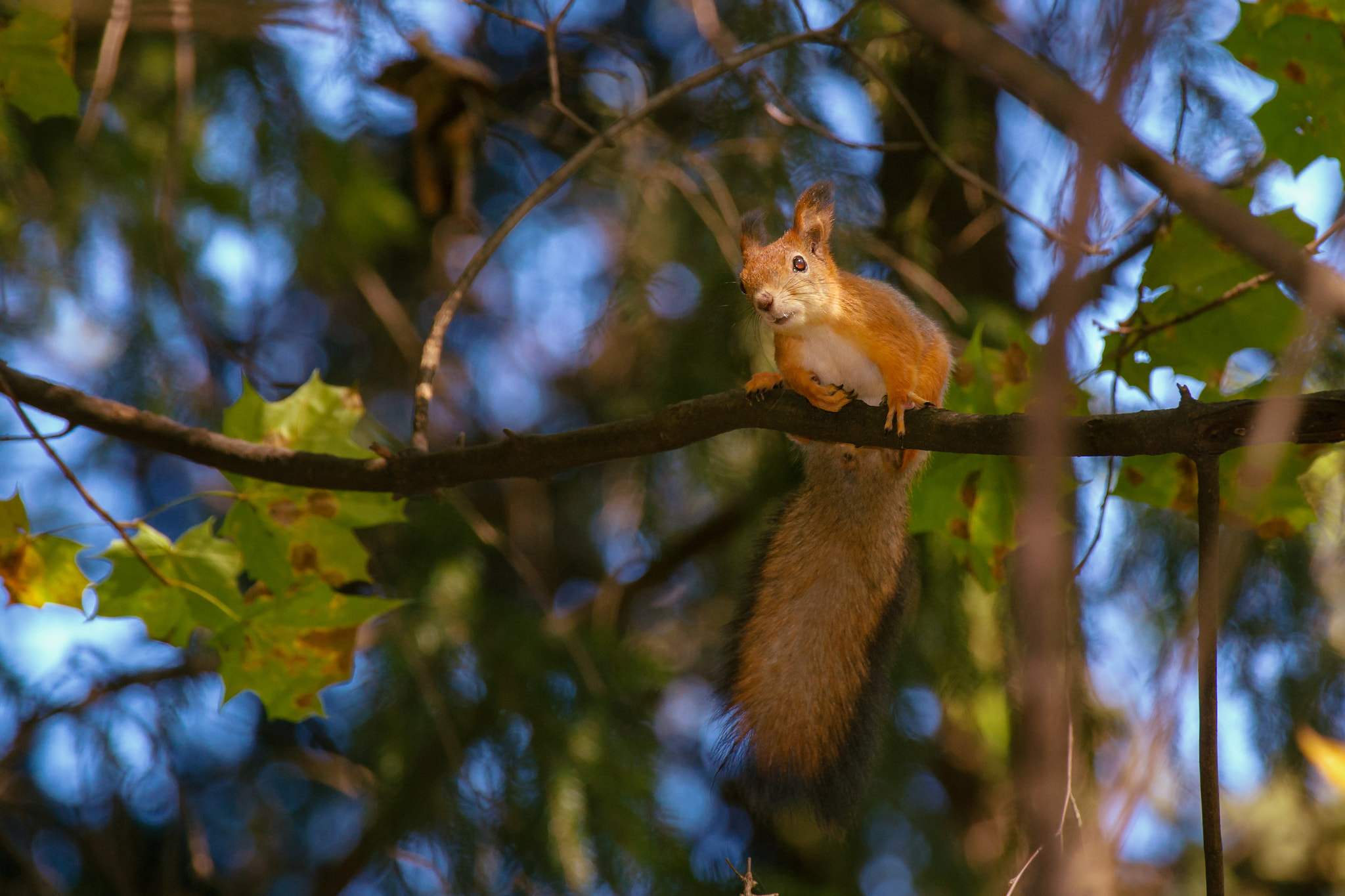 Sony Alpha DSLR-A850 sample photo. Curious squirrel again photography