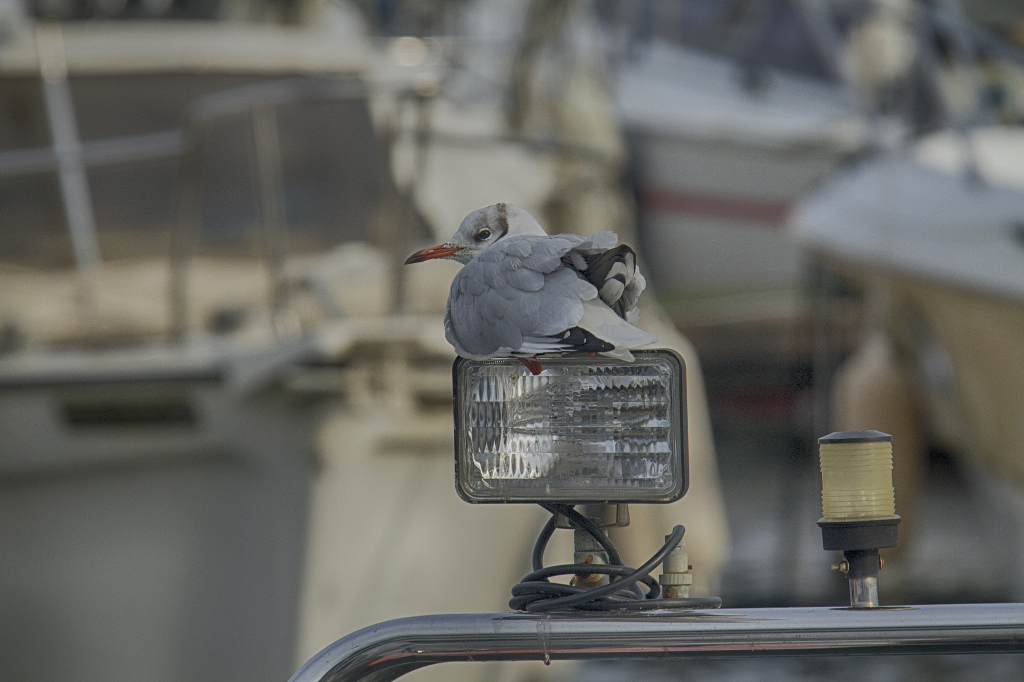 Canon EF 28-300mm F3.5-5.6L IS USM sample photo. Img photography