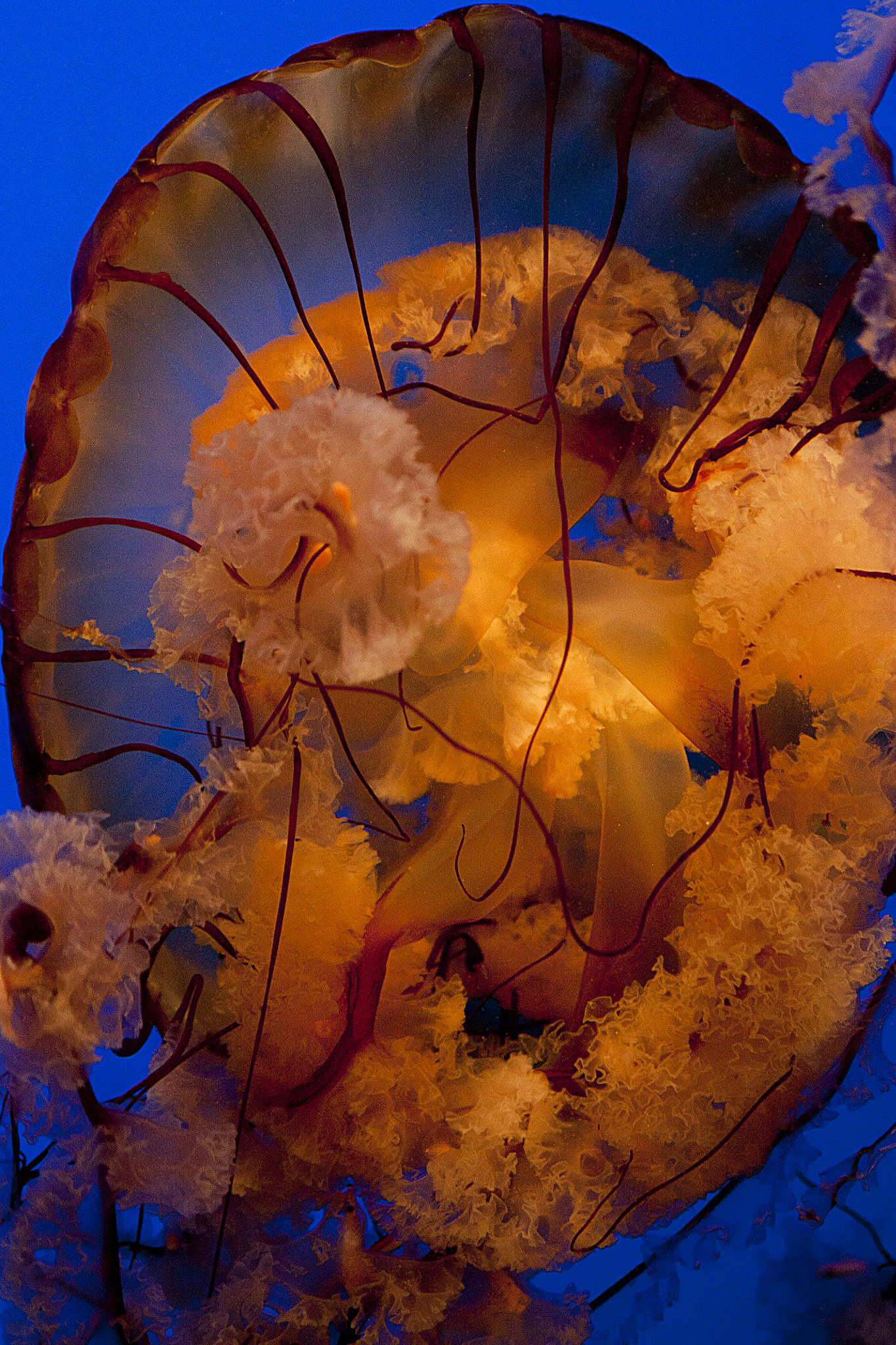 Canon EOS 450D (EOS Rebel XSi / EOS Kiss X2) sample photo. Lion's mane jellyfish photography