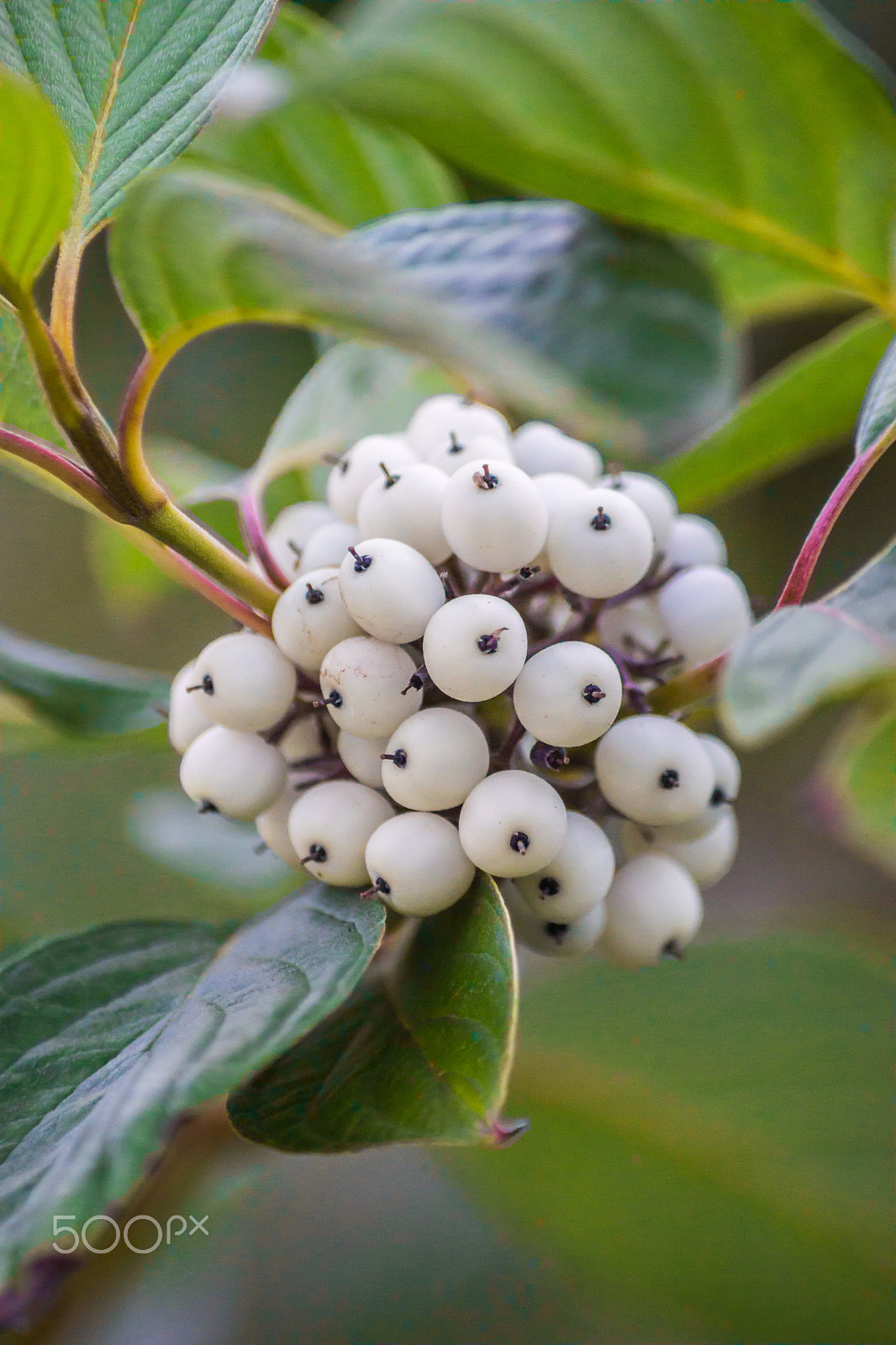 Tamron AF 55-200mm F4-5.6 Di II LD Macro sample photo. A bunch of berries photography