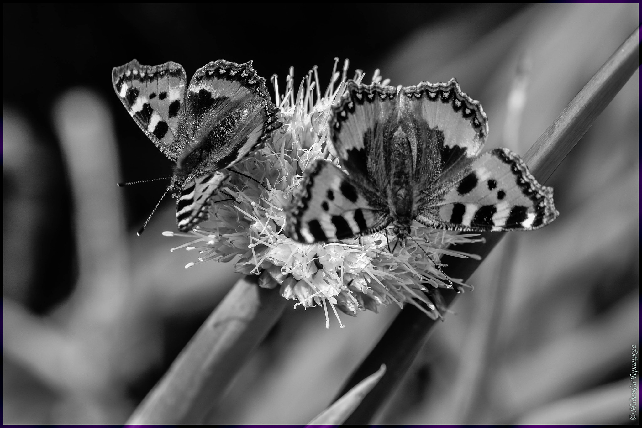 Canon EOS 750D (EOS Rebel T6i / EOS Kiss X8i) + Canon EF 100mm F2.8L Macro IS USM sample photo. Графика природы. butterflies. photography