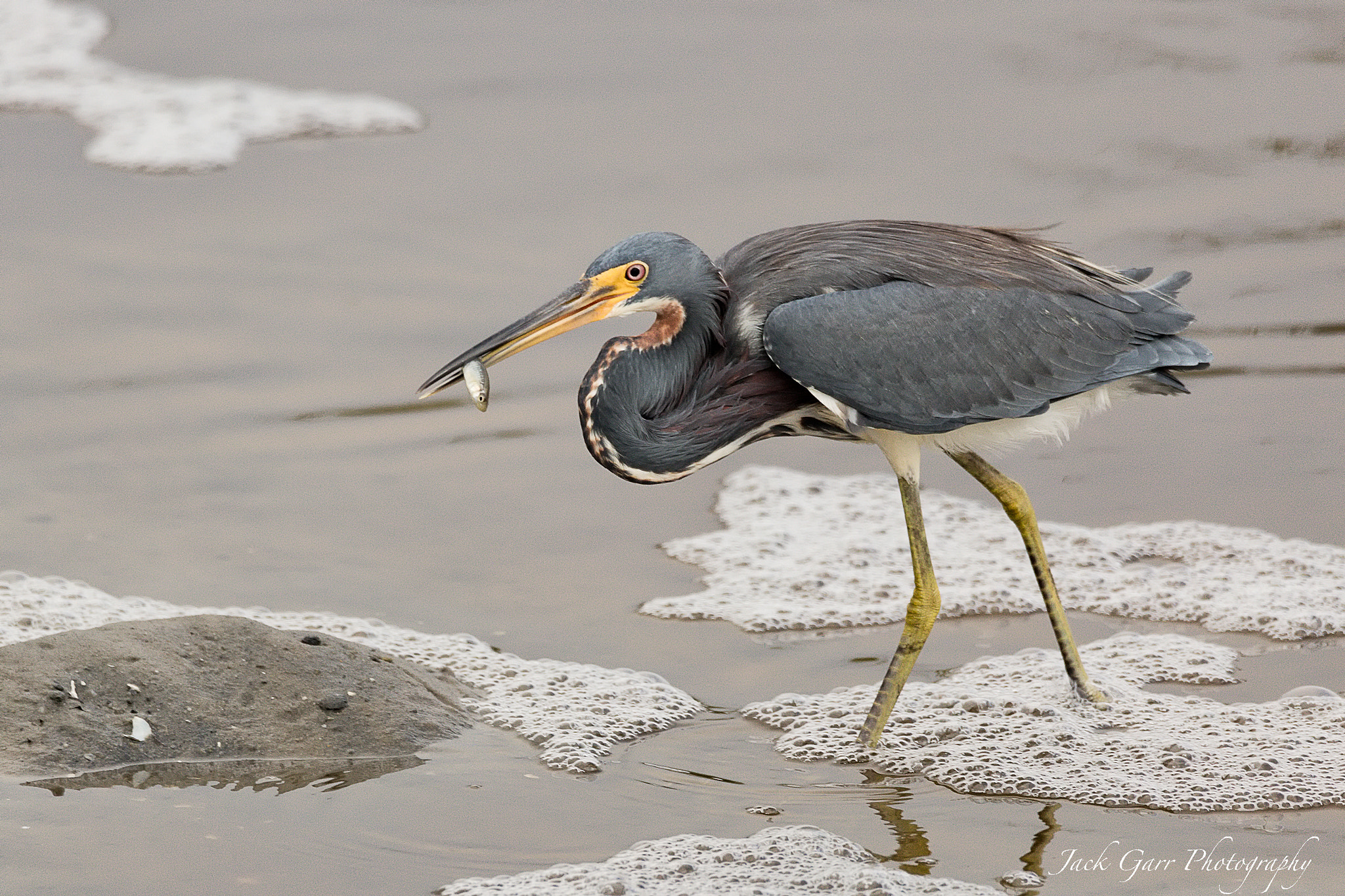 Canon EOS 5DS + 150-600mm F5-6.3 DG OS HSM | Sports 014 sample photo. Little blue heron fishing photography