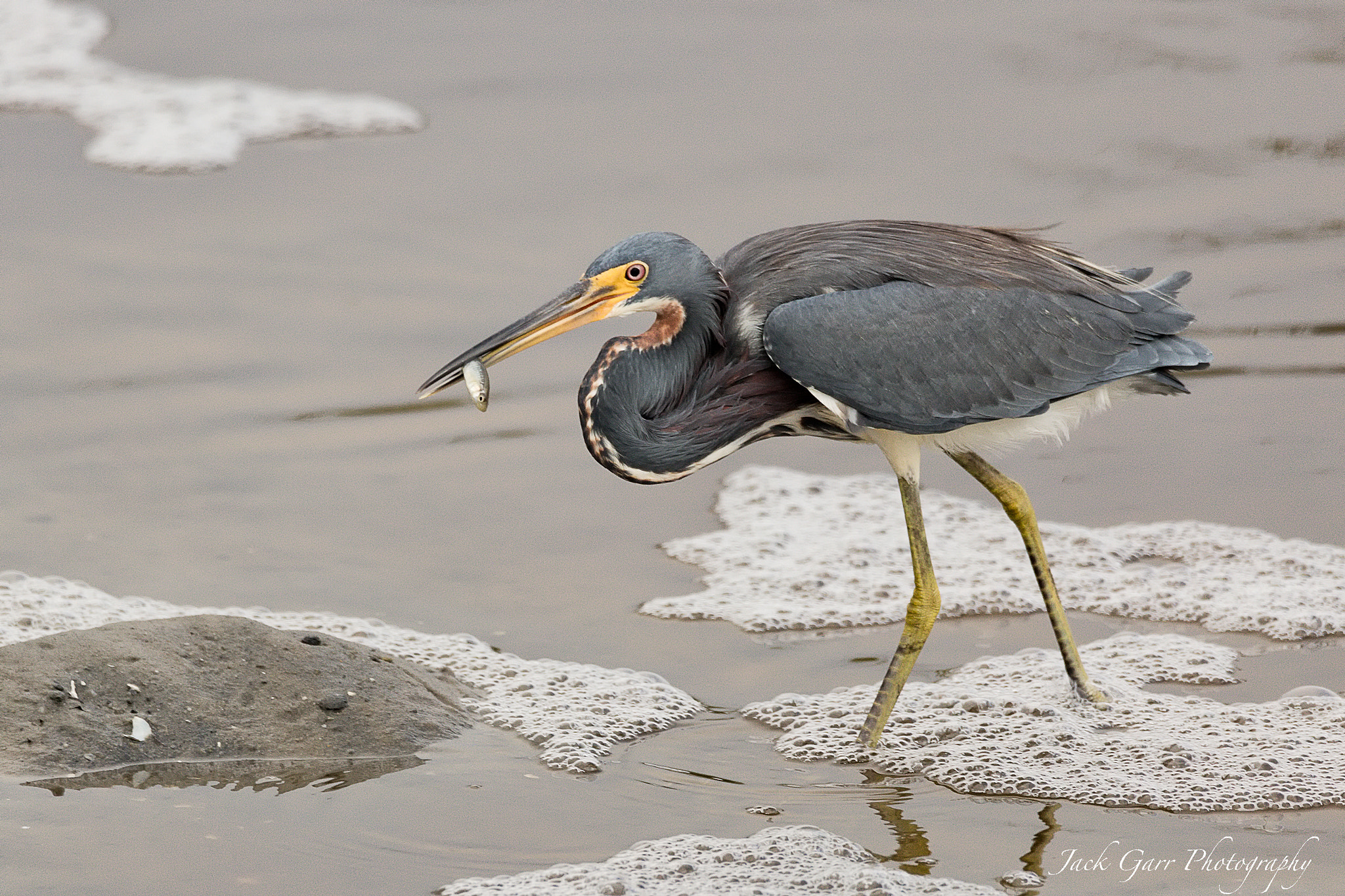 150-600mm F5-6.3 DG OS HSM | Sports 014 sample photo. Little blue heron fishing photography