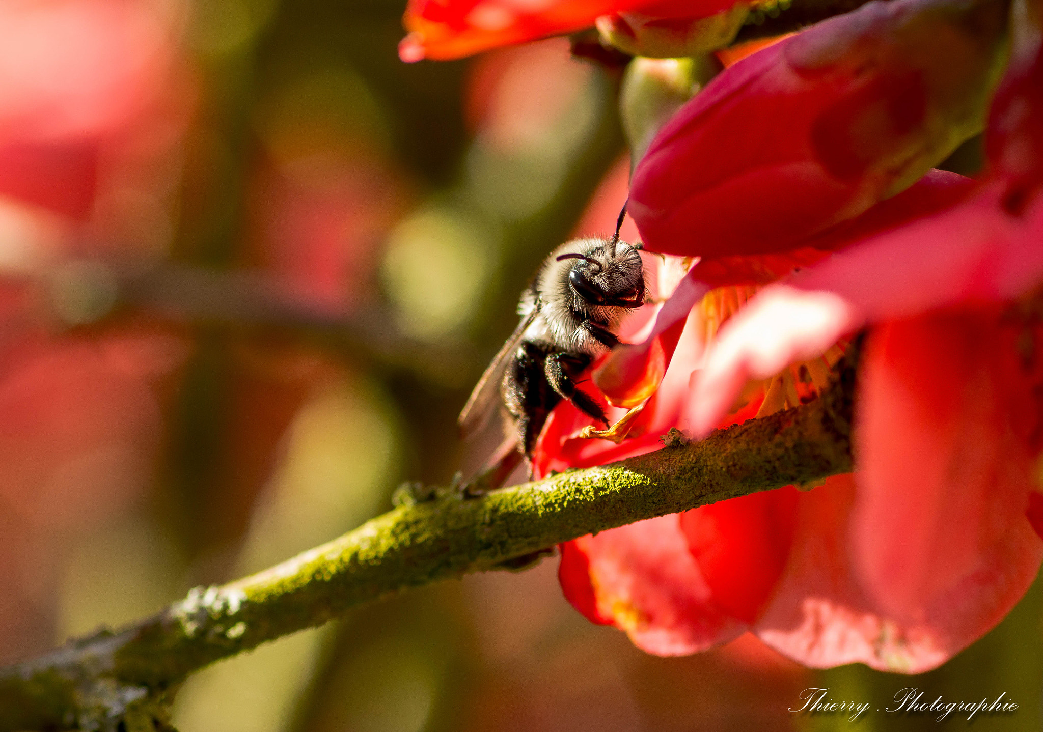 Canon EOS 70D + Tamron SP AF 90mm F2.8 Di Macro sample photo. 6382.jpg photography