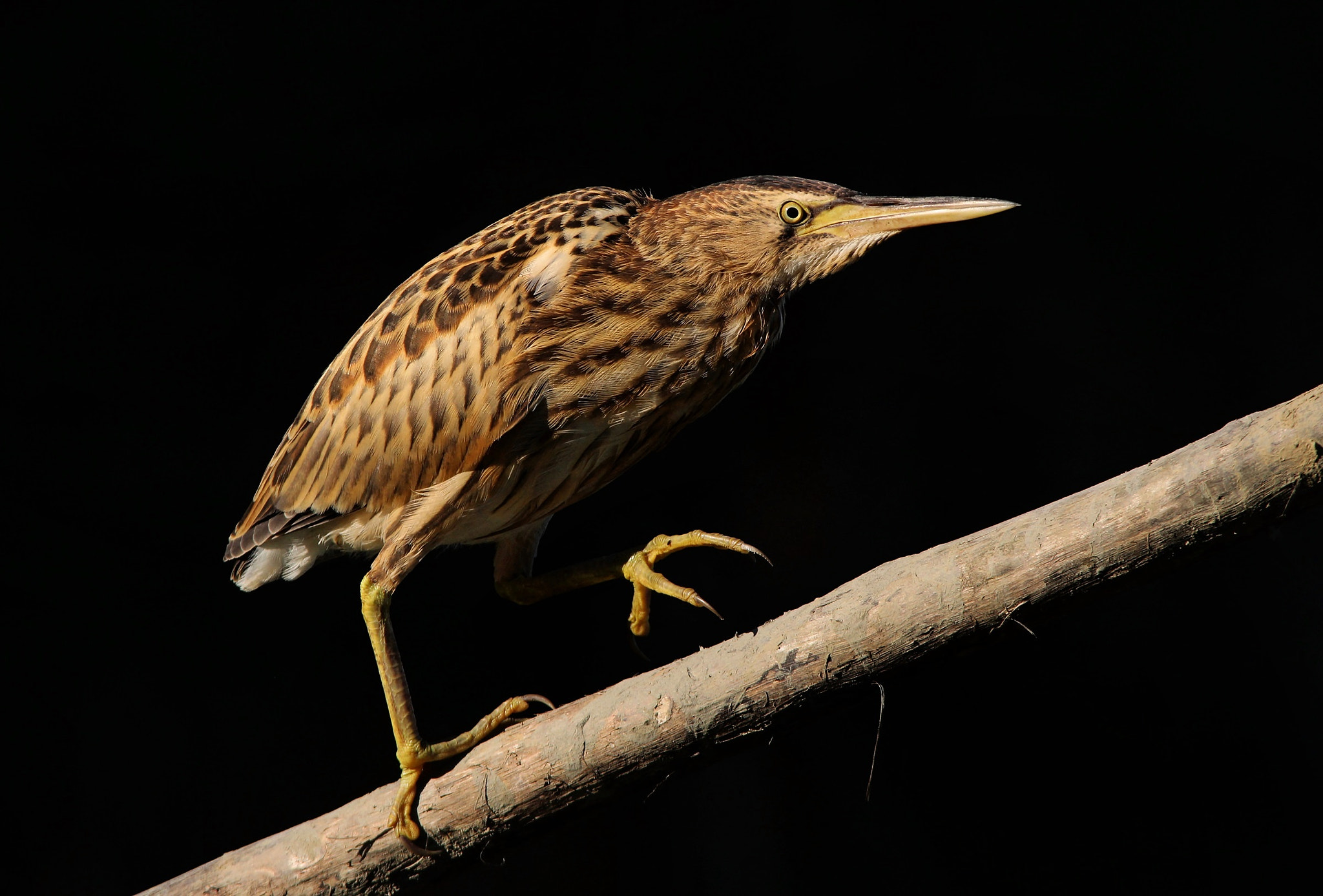 Sigma 150-500mm F5-6.3 DG OS HSM sample photo. Little bittern, tarabusino  photography