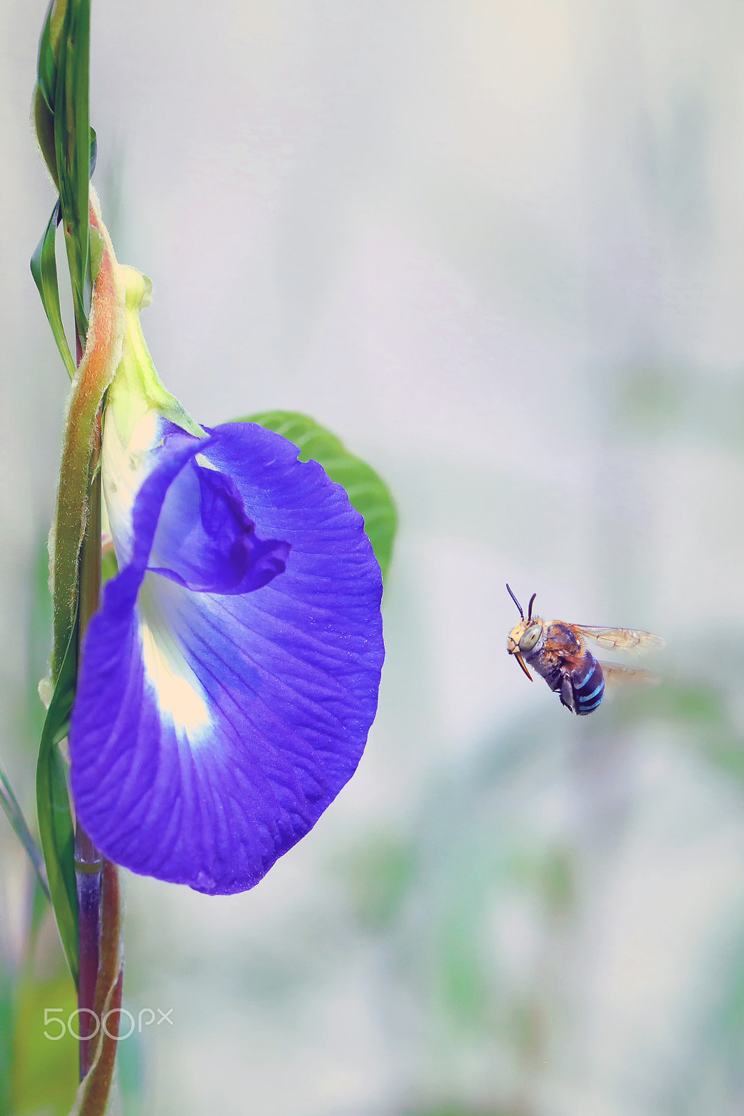 Canon EOS 5DS R sample photo. Clitoria ternatea and blue banded bee photography