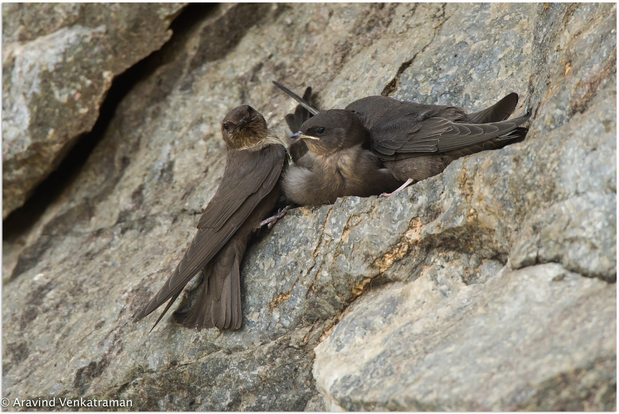 Canon EF 500mm F4L IS USM sample photo. Dusky craig martin photography