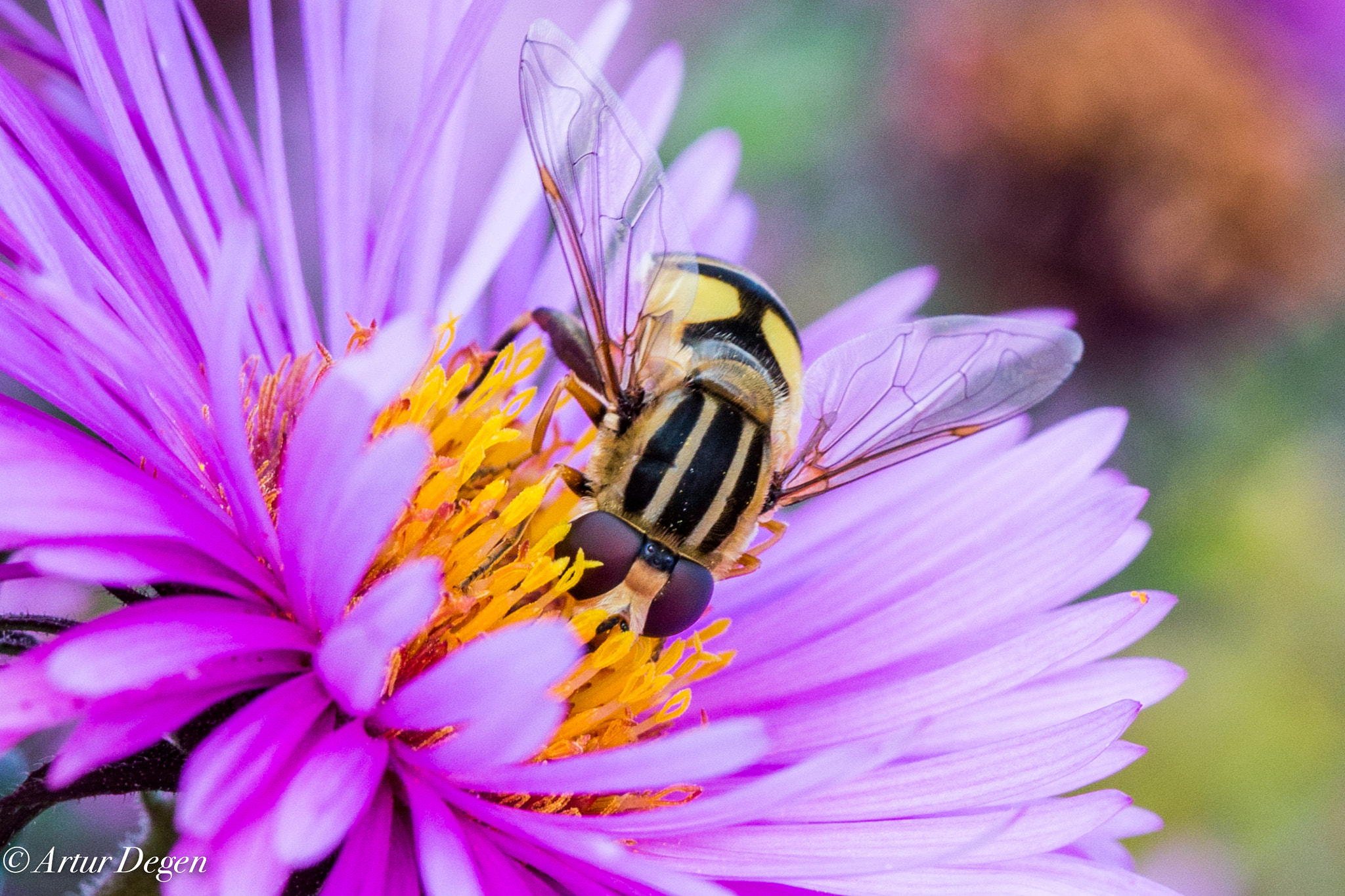 Canon EOS-1D X sample photo. Insekten insekteninsekteninsekten photography