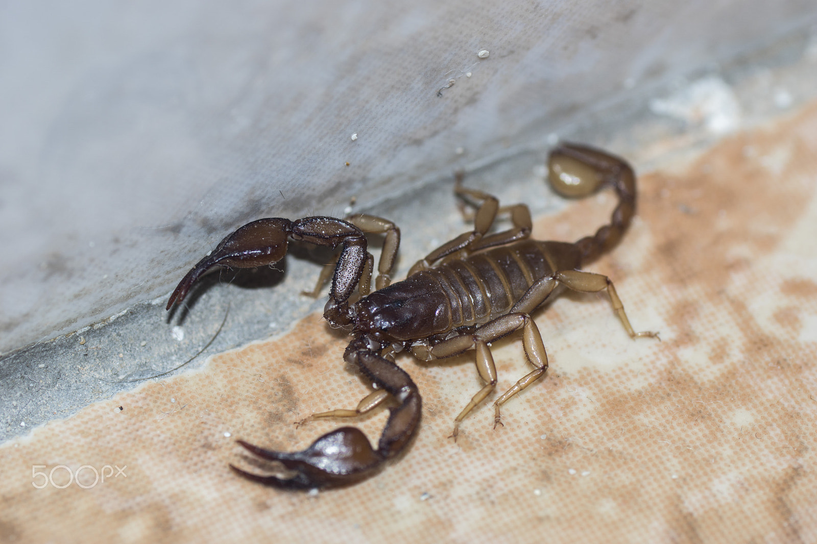 Sony ILCA-77M2 + Tamron SP AF 90mm F2.8 Di Macro sample photo. Scorpion photography