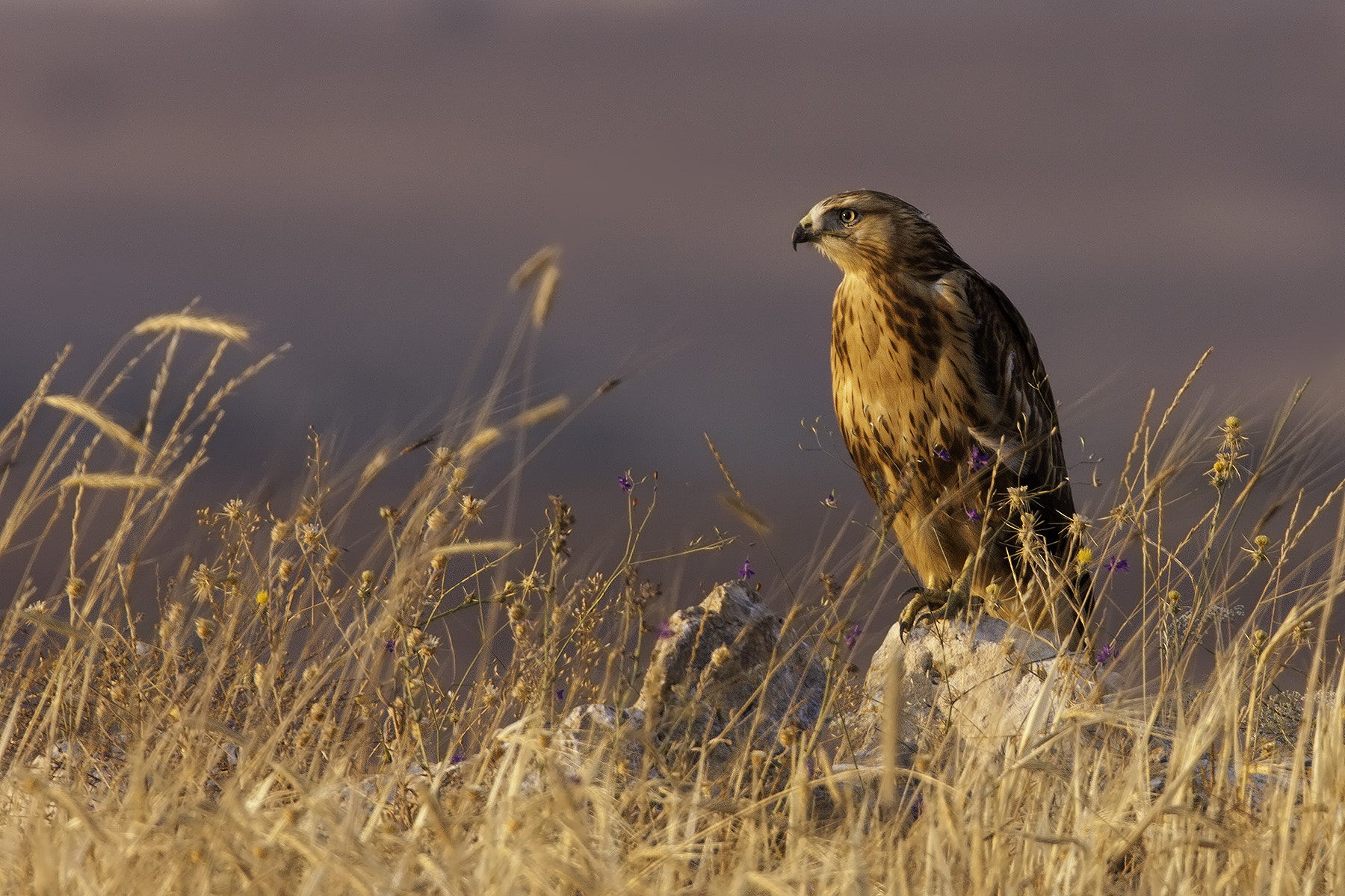 Canon EOS 40D + Canon EF 300mm F2.8L IS USM sample photo. A golden oldie photography