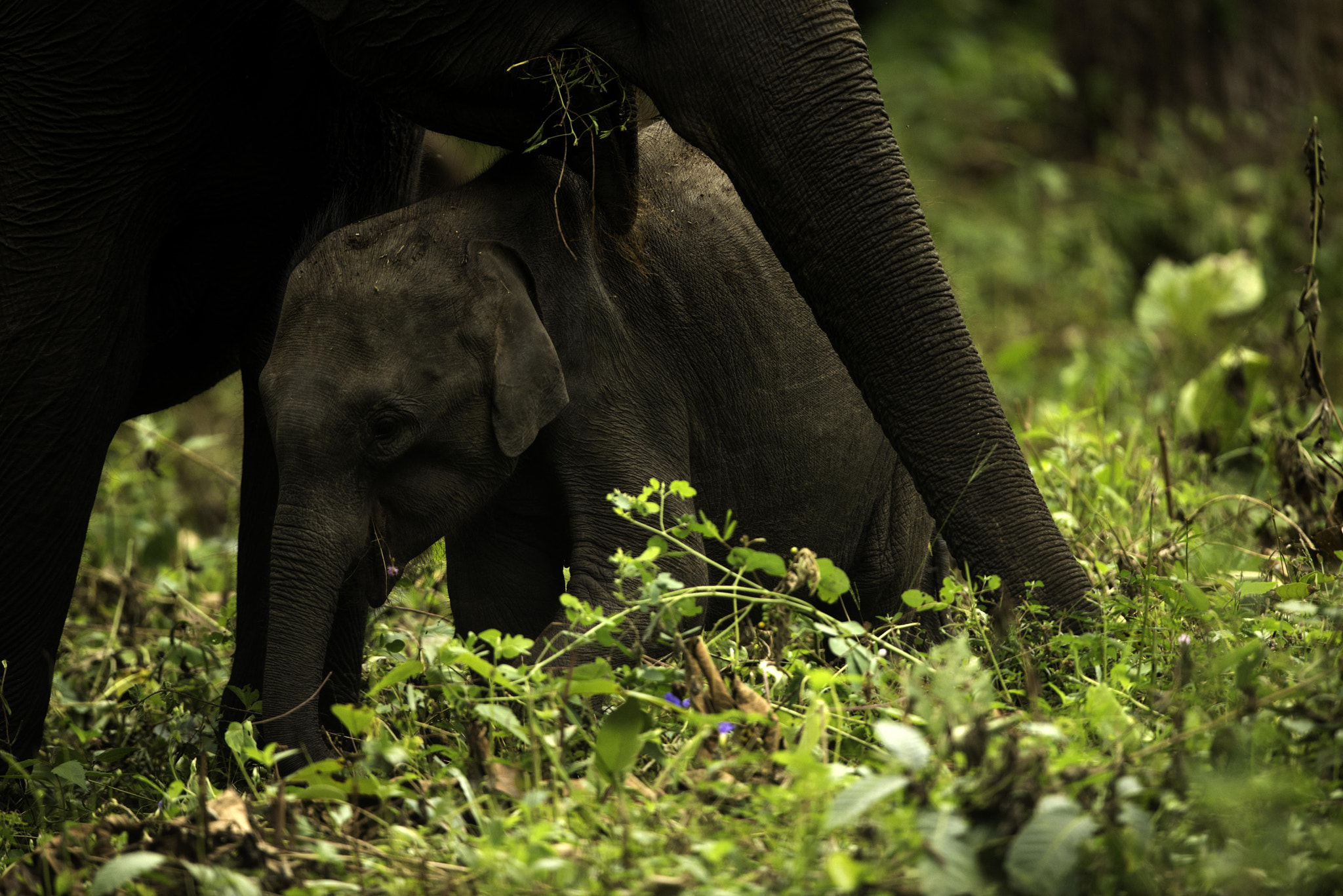 Nikon D800 + Nikon AF-S Nikkor 600mm F4G ED VR sample photo. Mother and the child photography