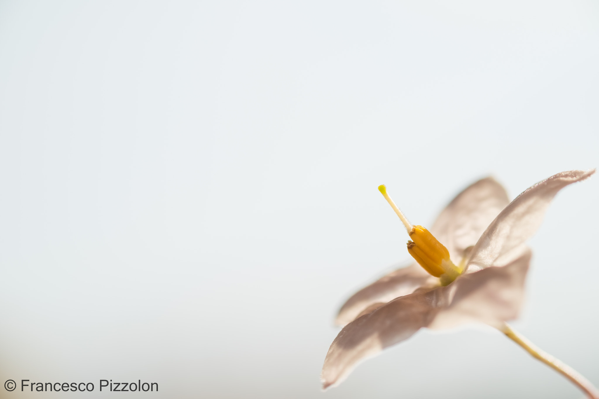 Fujifilm X-T10 + Fujifilm XF 60mm F2.4 R Macro sample photo. White flower photography