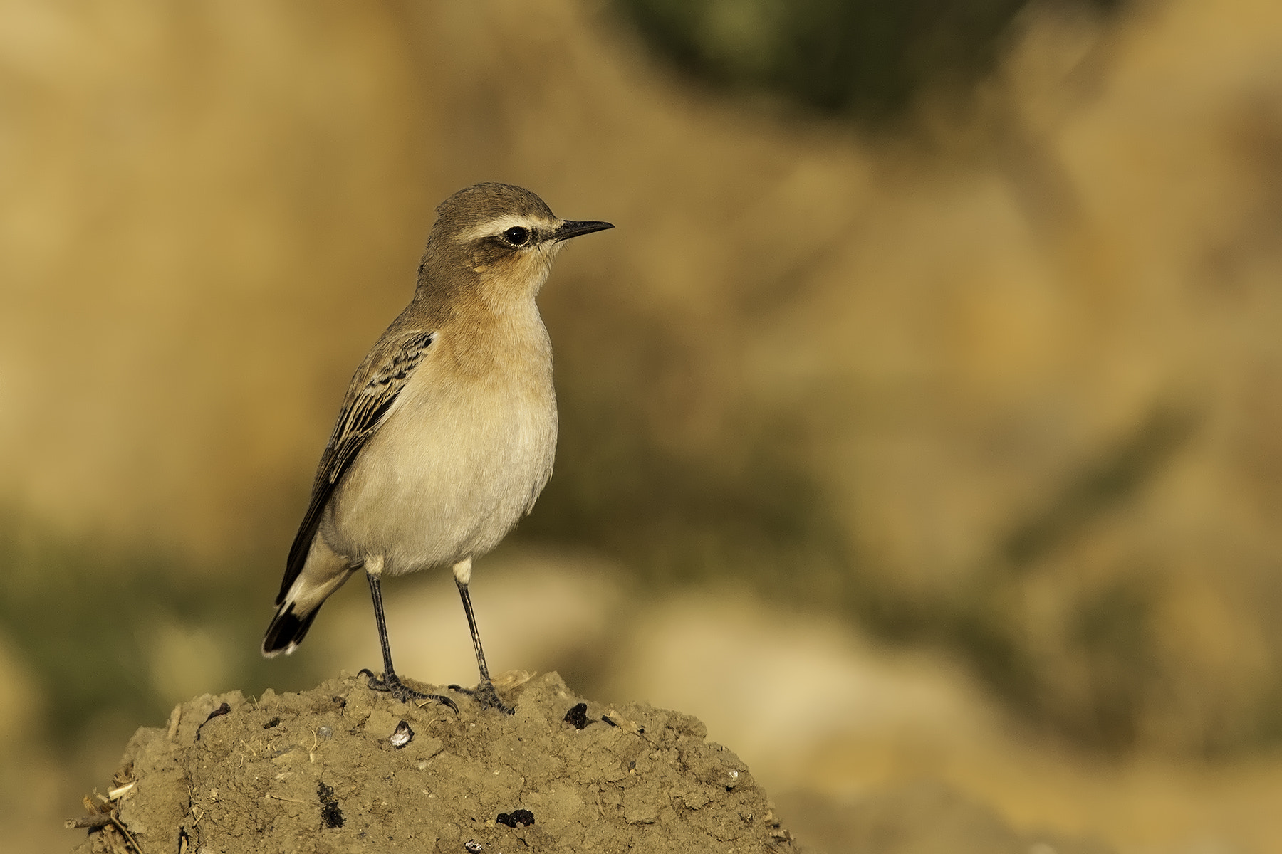 Canon EF 300mm F2.8L IS USM sample photo. Wheatear photography
