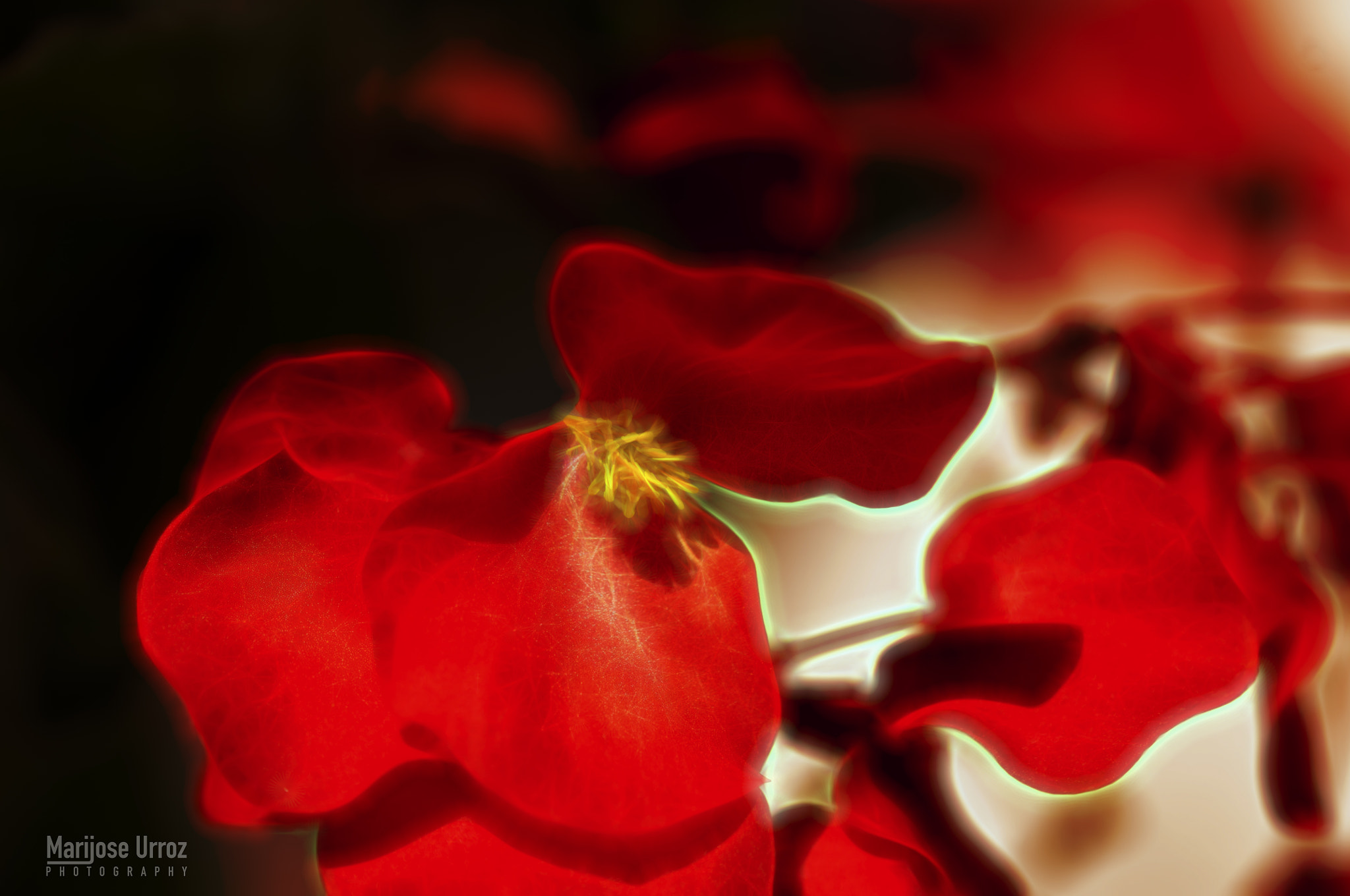 Sigma 105mm F2.8 EX DG OS HSM sample photo. Red flower photography
