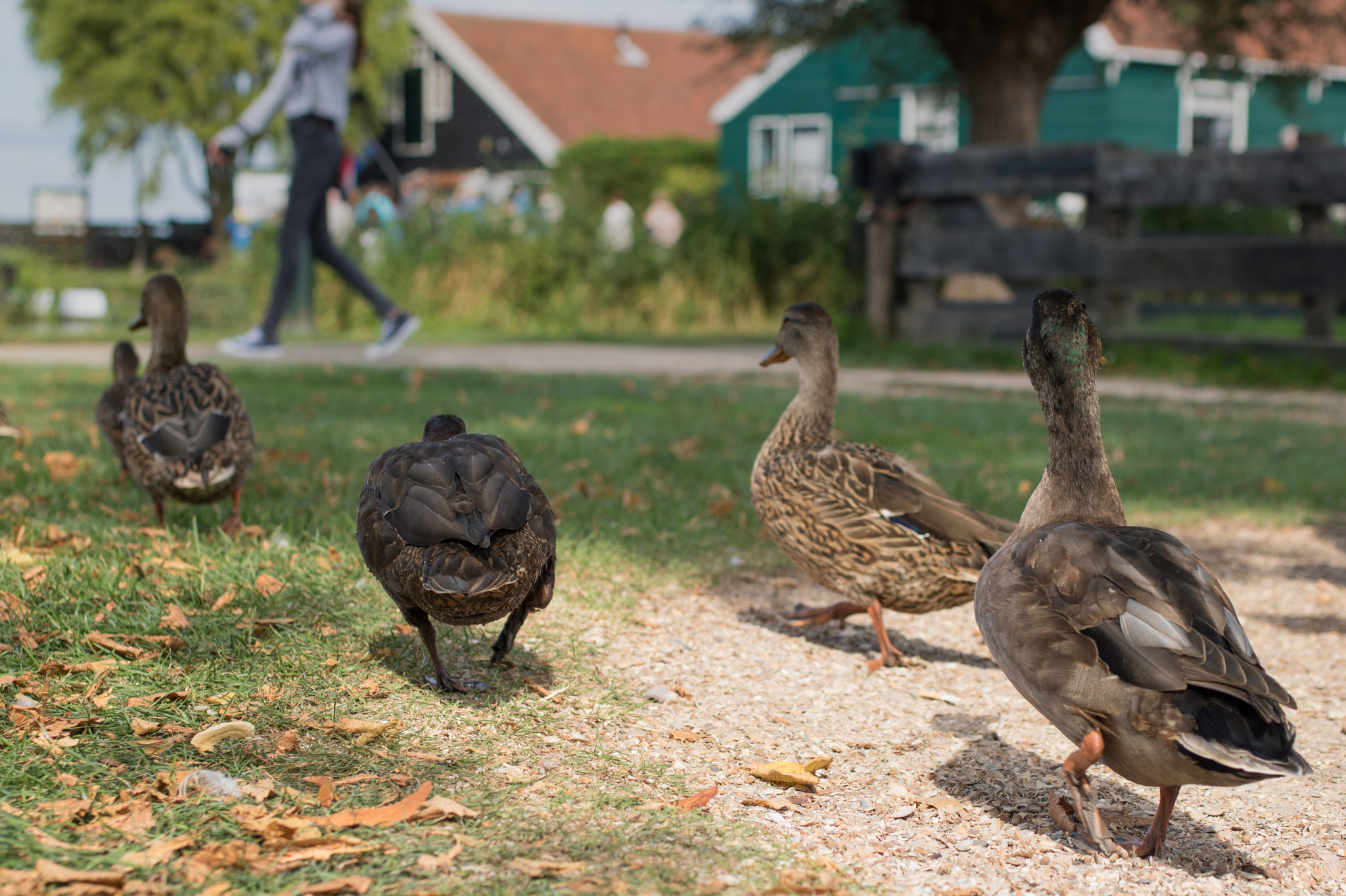 Canon EF 50mm F2.5 Macro sample photo. Follow me team! photography