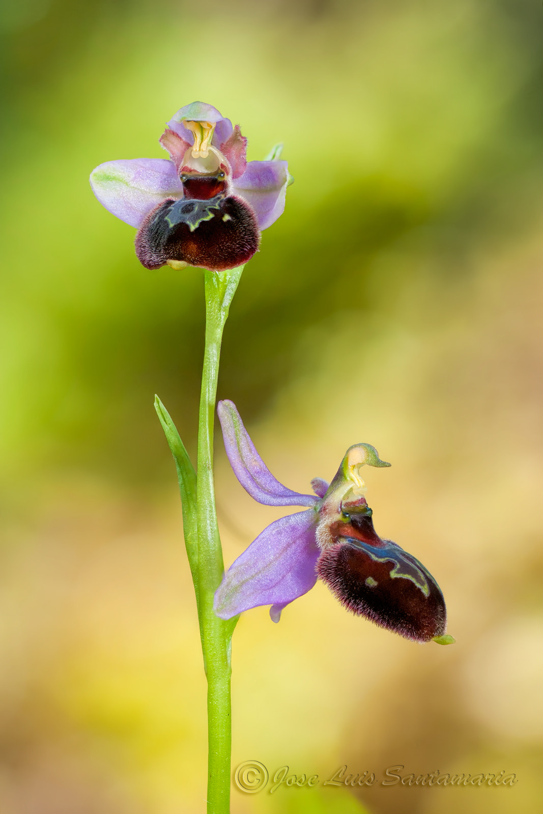 Nikon D300S sample photo. Híbrido ophrys xolostensis photography