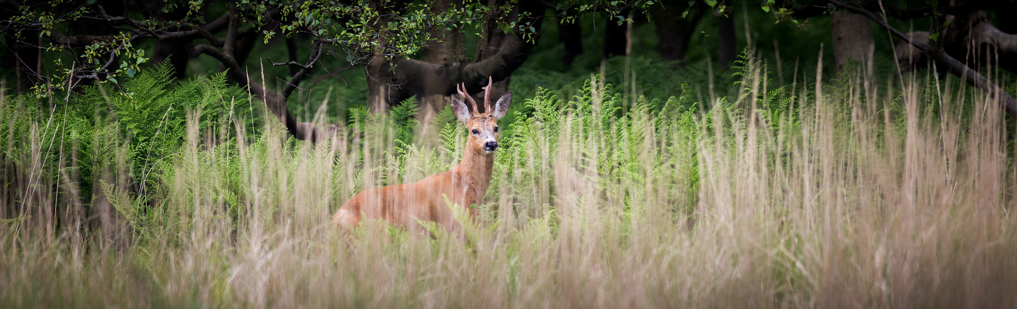 Canon EOS 6D + Canon EF 300mm F4L IS USM sample photo. Roebuck photography