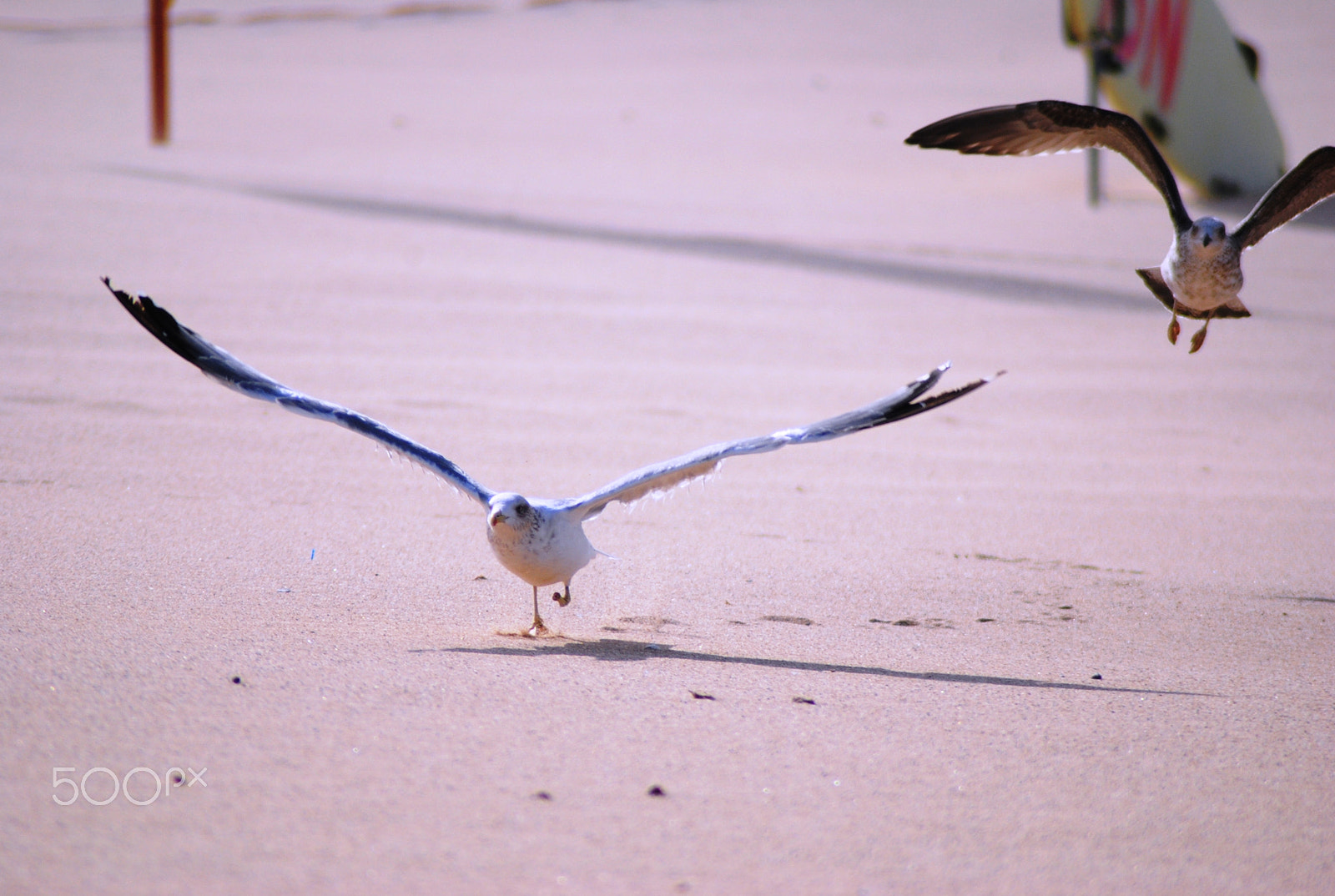 Nikon AF Nikkor 70-300mm F4-5.6G sample photo. Spread your wings and fly away photography