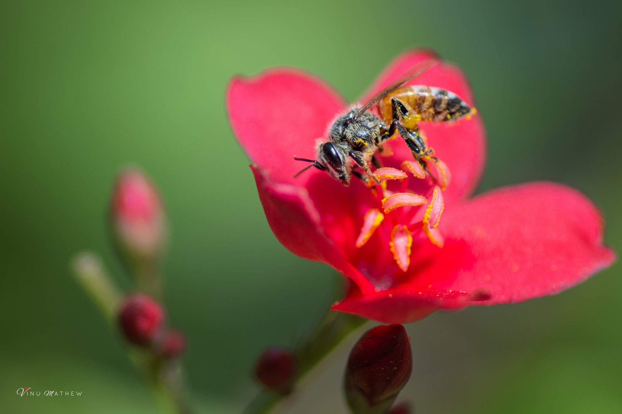 Nikon D7200 + Tokina AT-X Pro 100mm F2.8 Macro sample photo. Honey bee photography