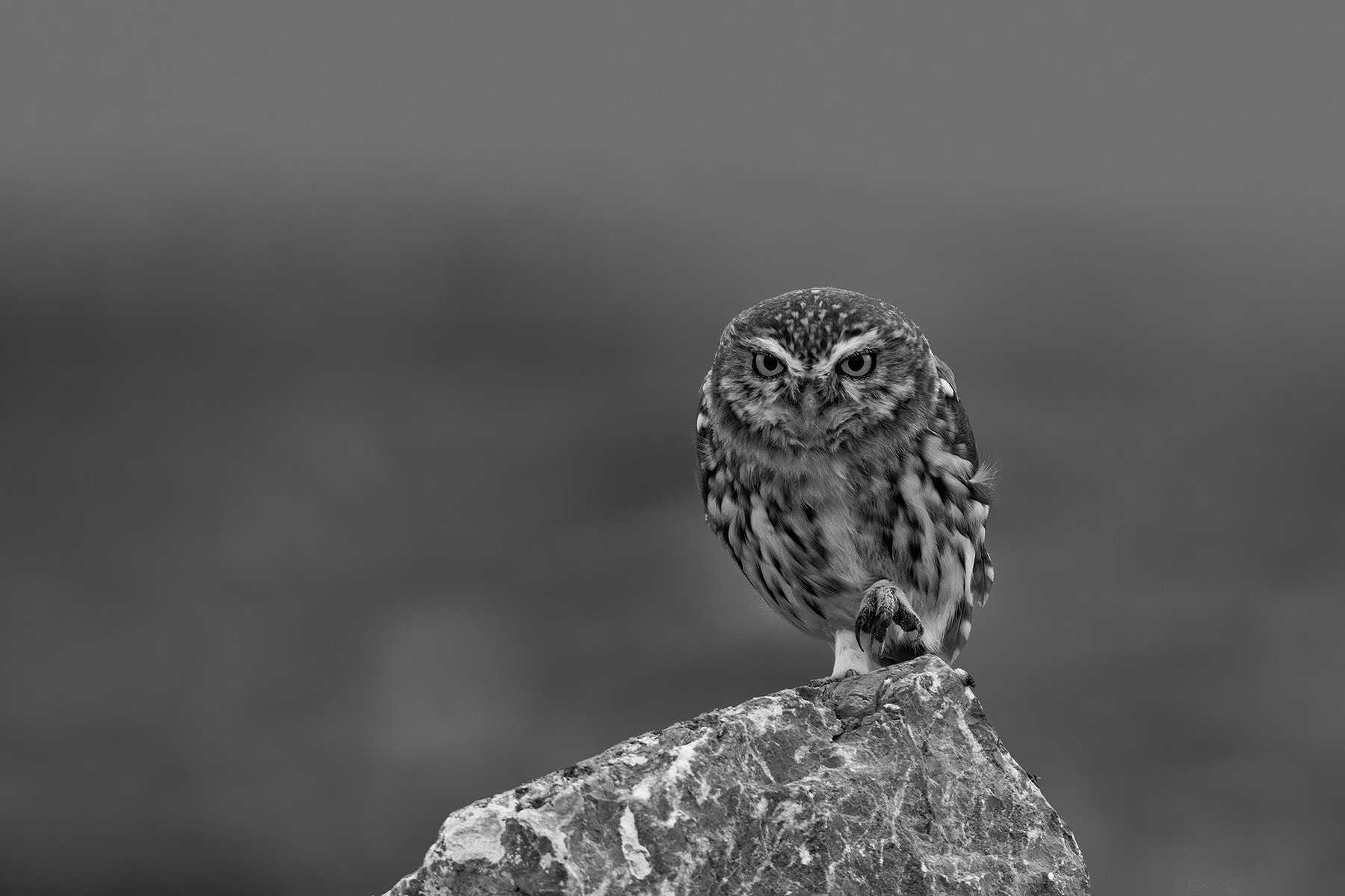 Canon EOS-1D Mark III + Canon EF 300mm F2.8L IS USM sample photo. Little owl photography