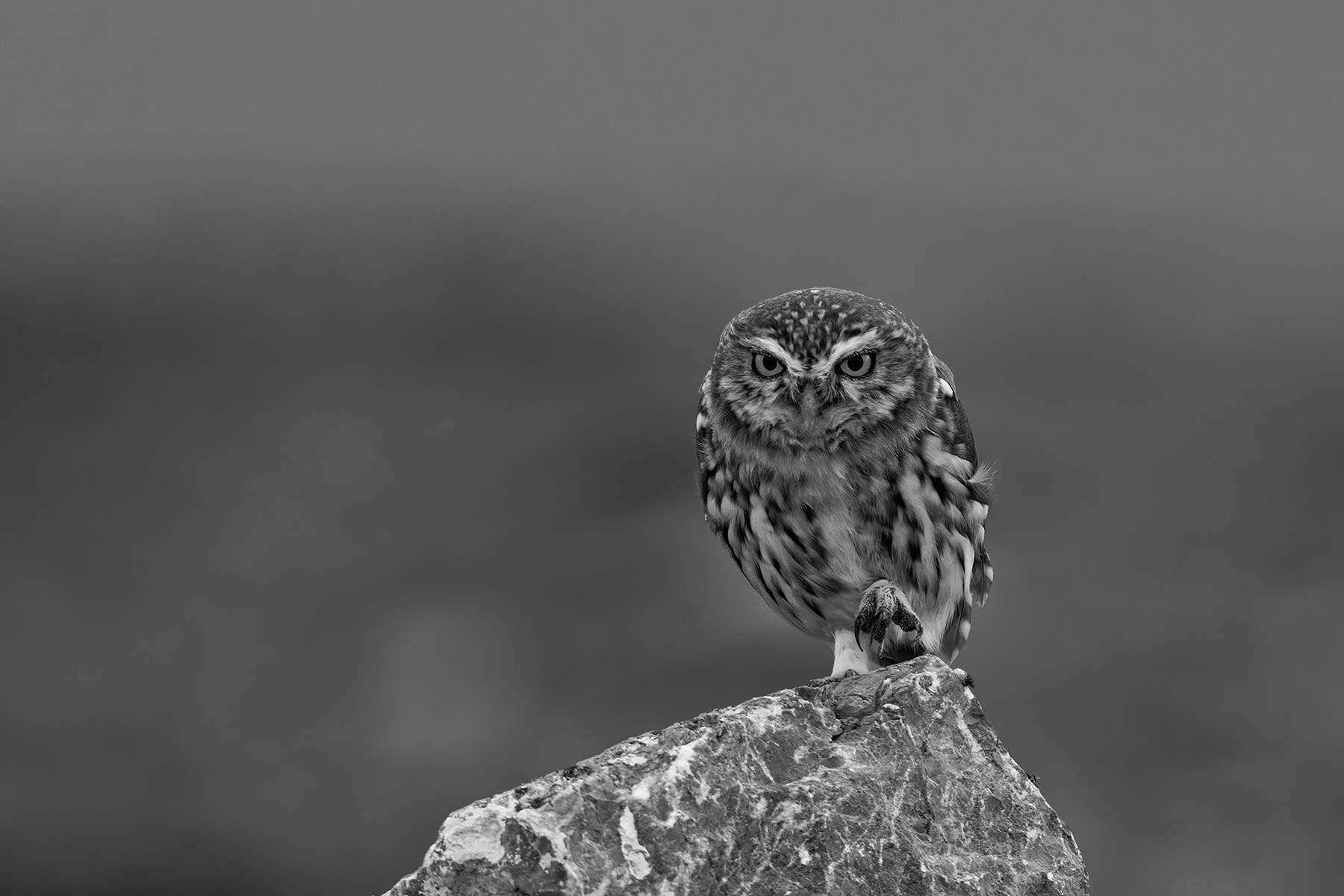 Canon EF 300mm F2.8L IS USM sample photo. Little owl photography