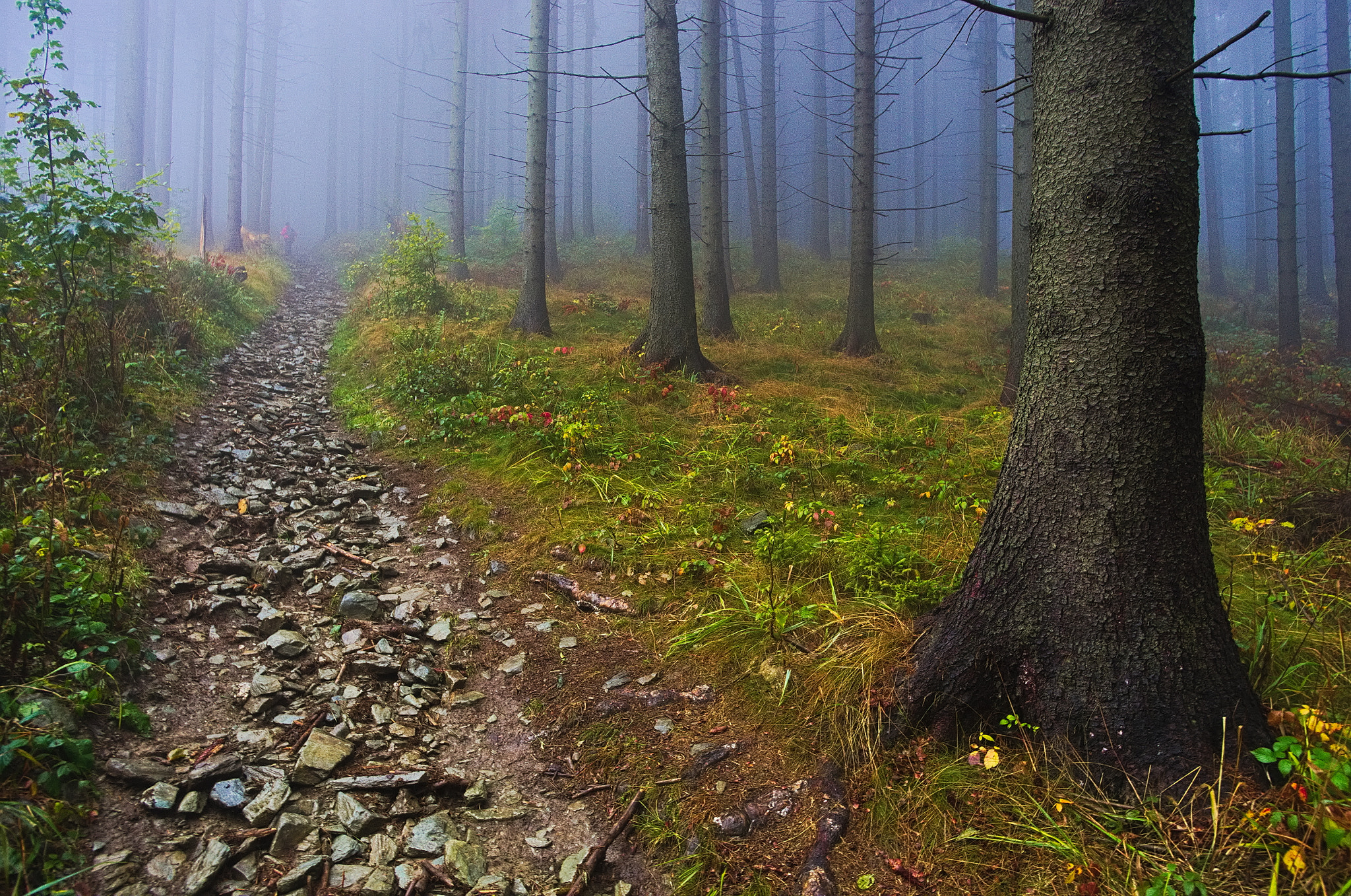 Pentax K-5 sample photo. Trail in foggy forest in kaczawskie mountains photography