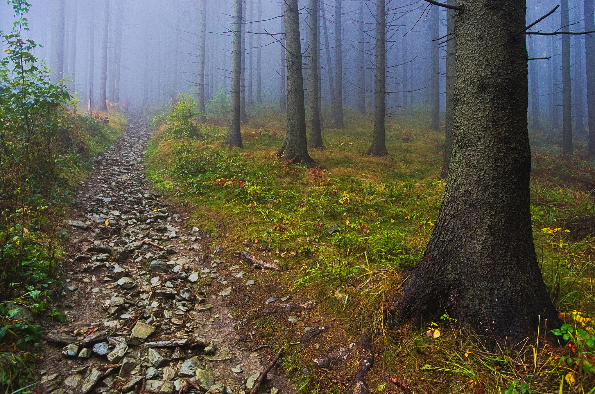 Pentax K-5 + Pentax smc DA 15mm F4 ED AL Limited sample photo. Trail in foggy forest in kaczawskie mountains photography