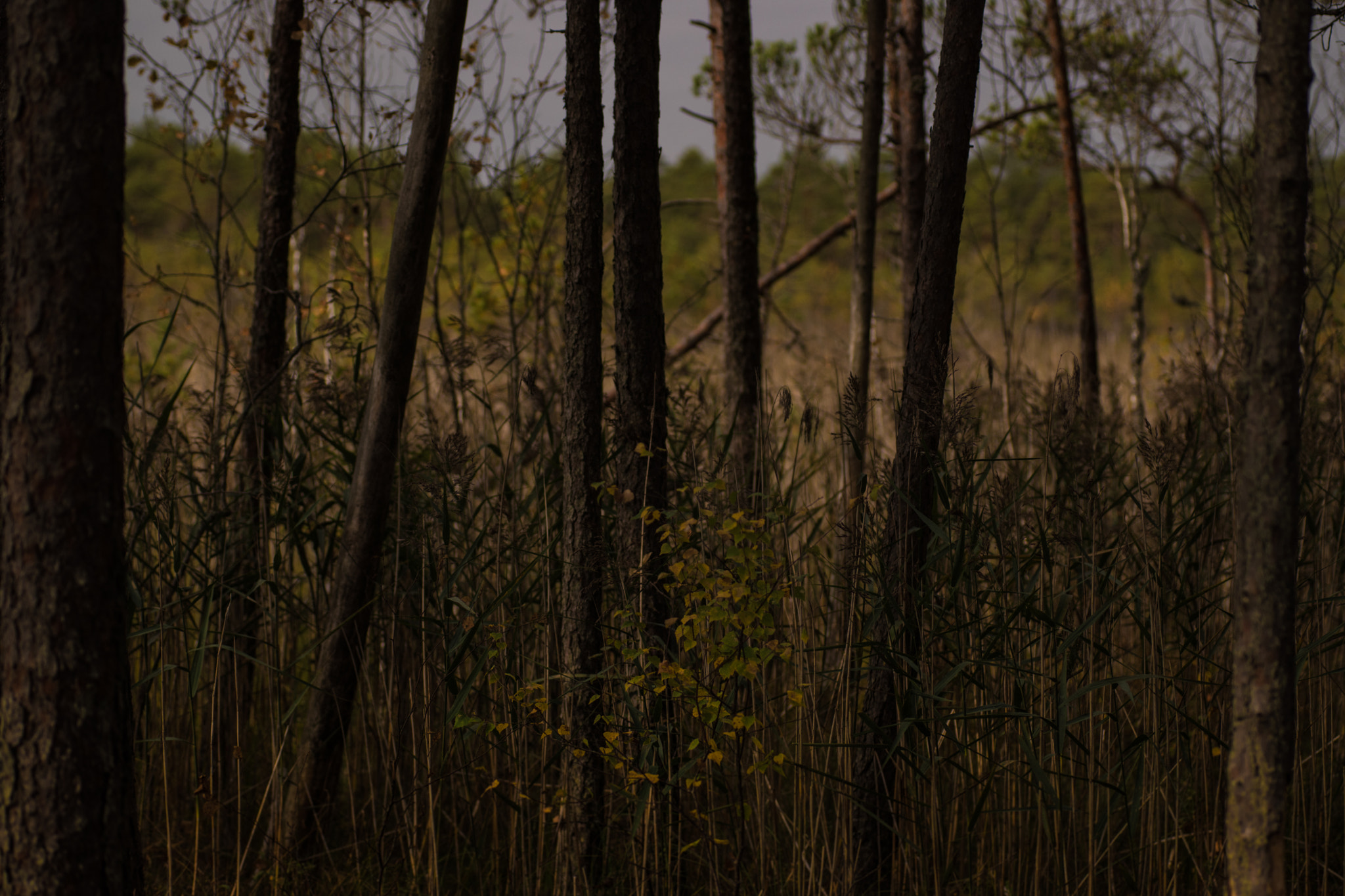 Nikon D5500 sample photo. Selli-sillaotsa hiking trail, estonia photography