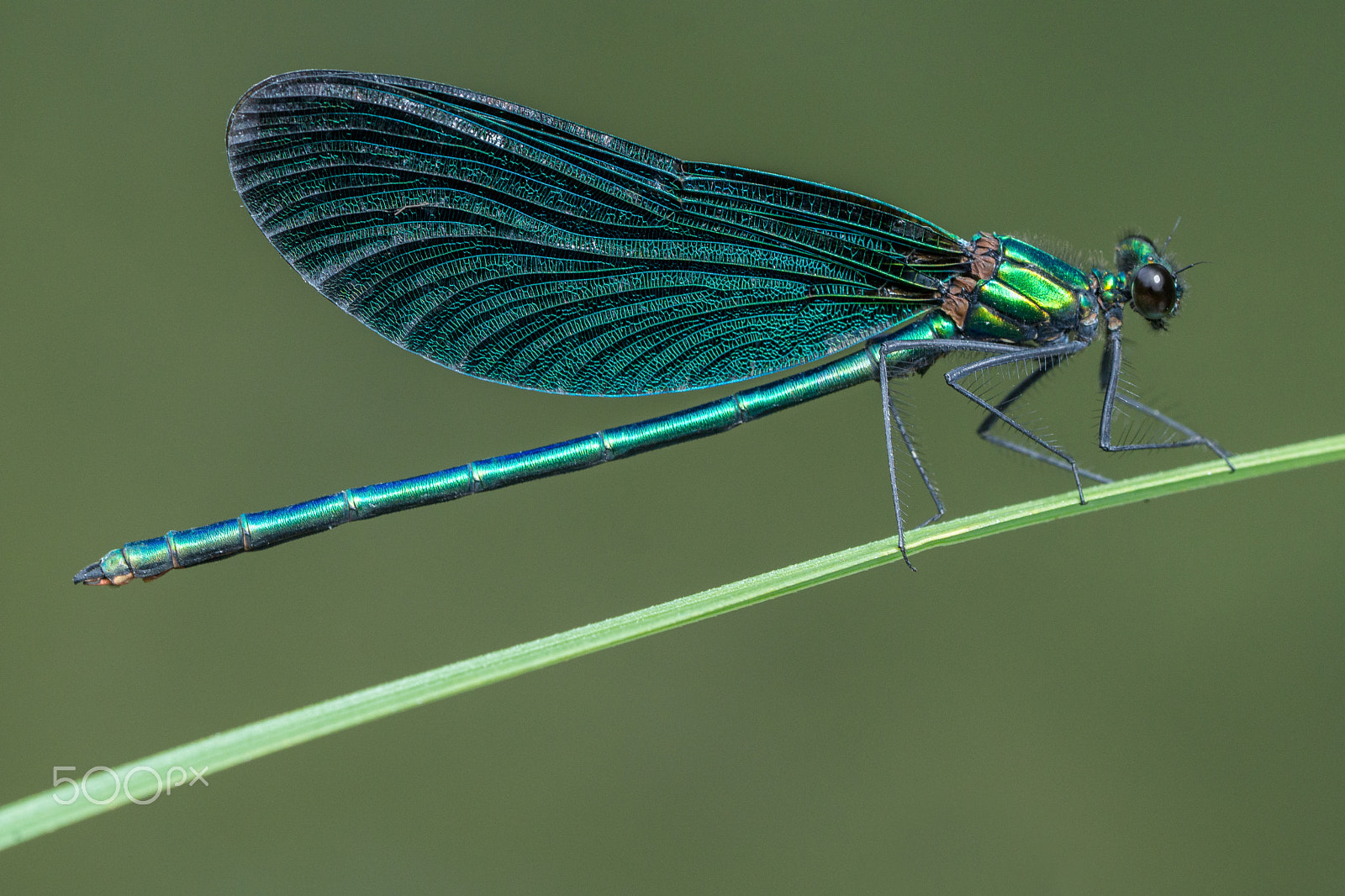 Sony a6000 + Sony FE 90mm F2.8 Macro G OSS sample photo. Beautiful demoiselle photography