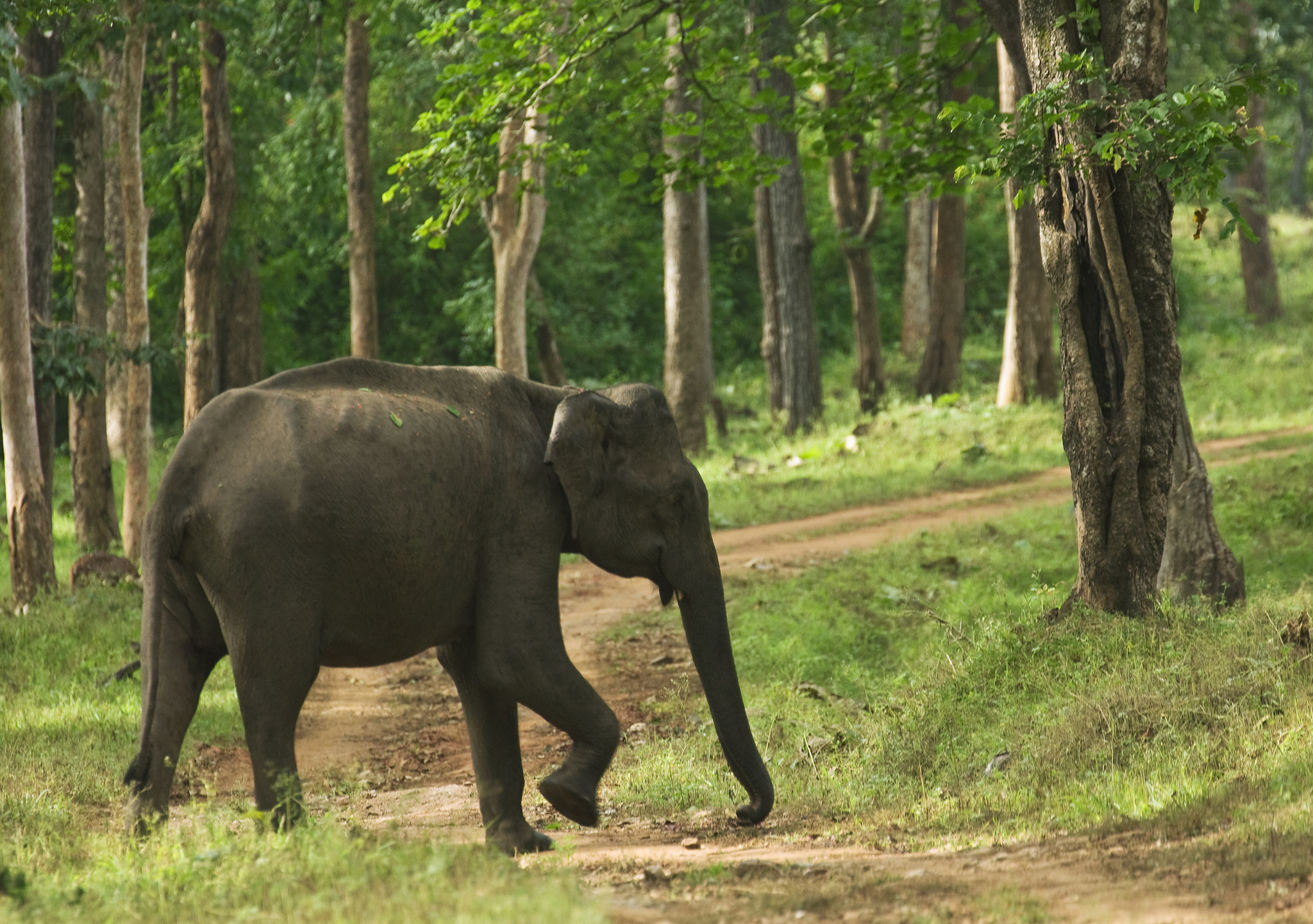 Canon EOS 1000D (EOS Digital Rebel XS / EOS Kiss F) sample photo. My jungle photography