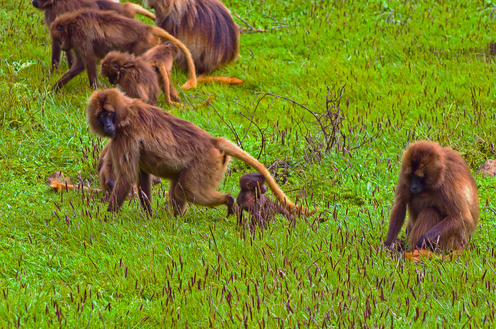 Nikon D2X sample photo. Famili photography