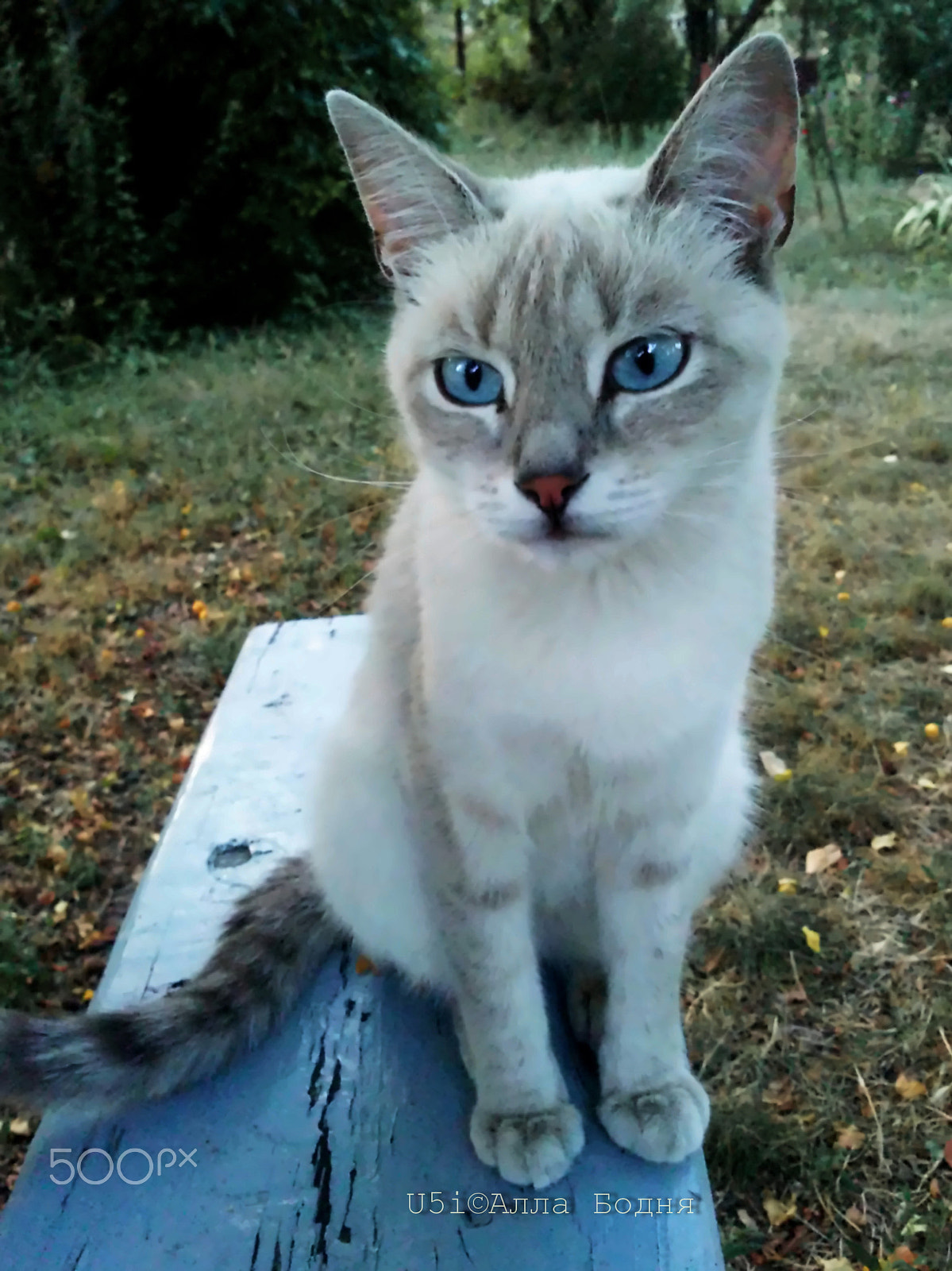 Sony Ericsson U5i sample photo. Just a cat photography