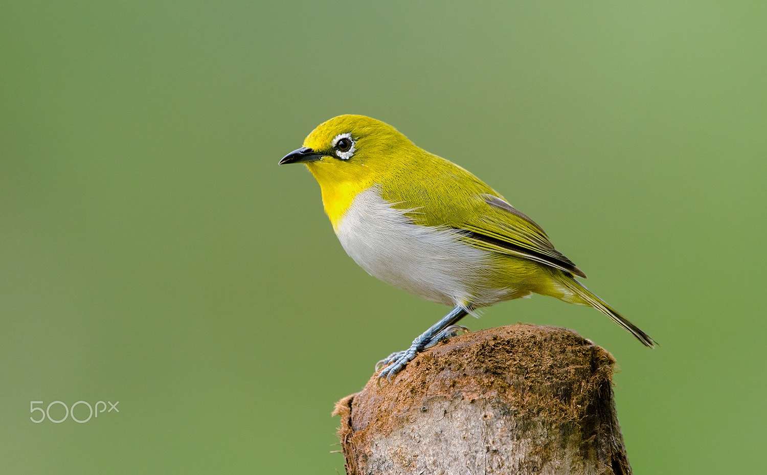 Nikon D7000 + Nikon AF-S Nikkor 500mm F4G ED VR sample photo. Oriental white eye photography