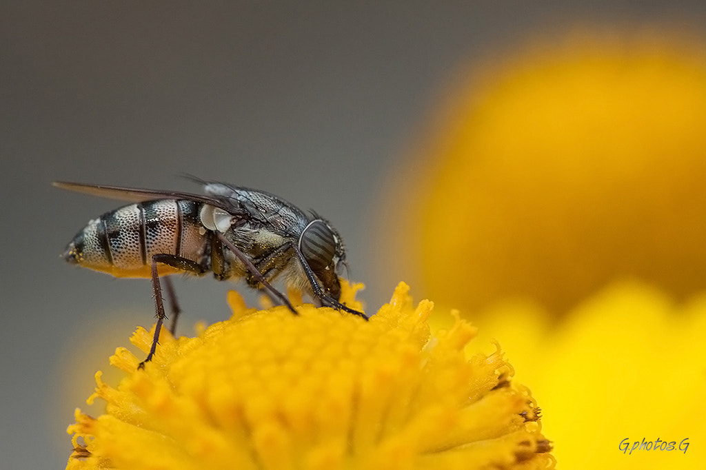 Canon EF 100mm F2.8 Macro USM sample photo. Fly, mouche photography
