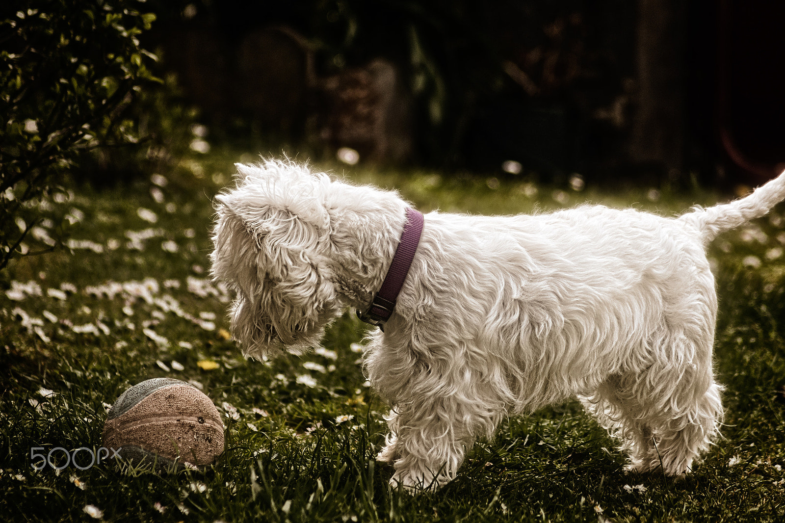 Canon EOS 70D sample photo. The dog and the ball photography