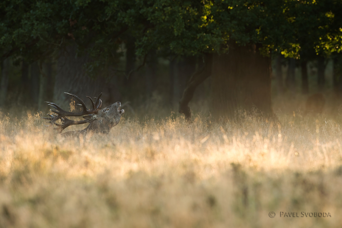 Nikon AF-S Nikkor 400mm F2.8E FL ED VR sample photo. Red deer photography