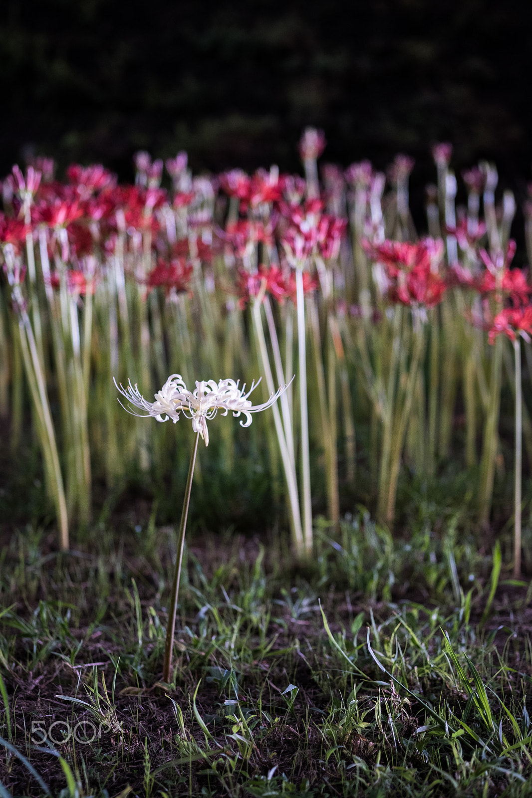 Fujifilm X-T2 sample photo. Red and white cluster amaryllis photography