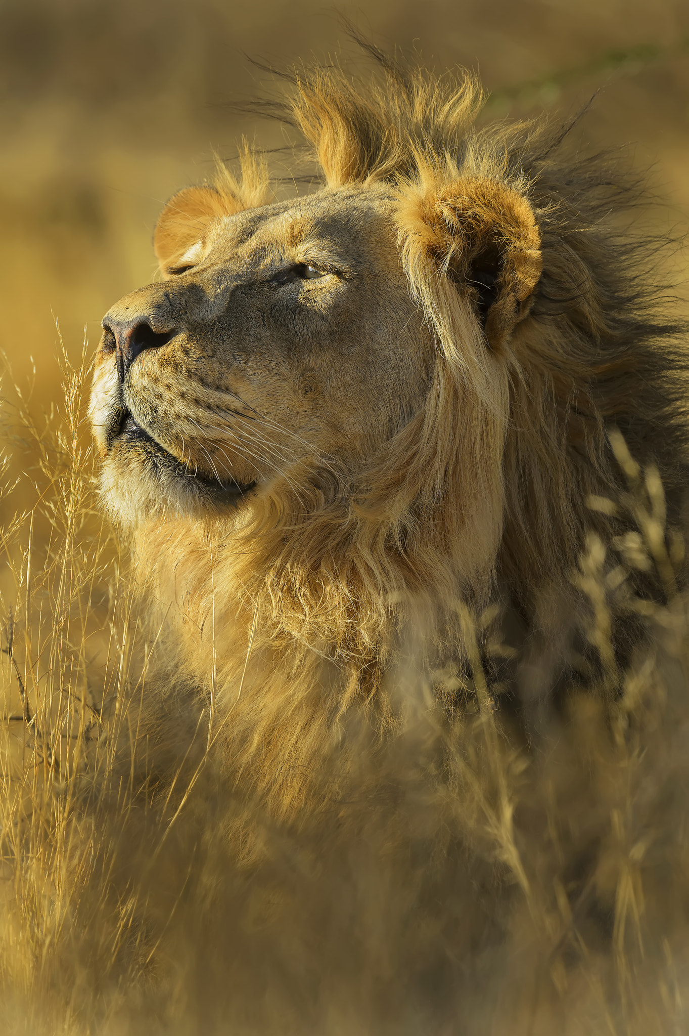 Nikon D4 + Nikon AF-S Nikkor 600mm F4G ED VR sample photo. Peeping through the sour grass. photography
