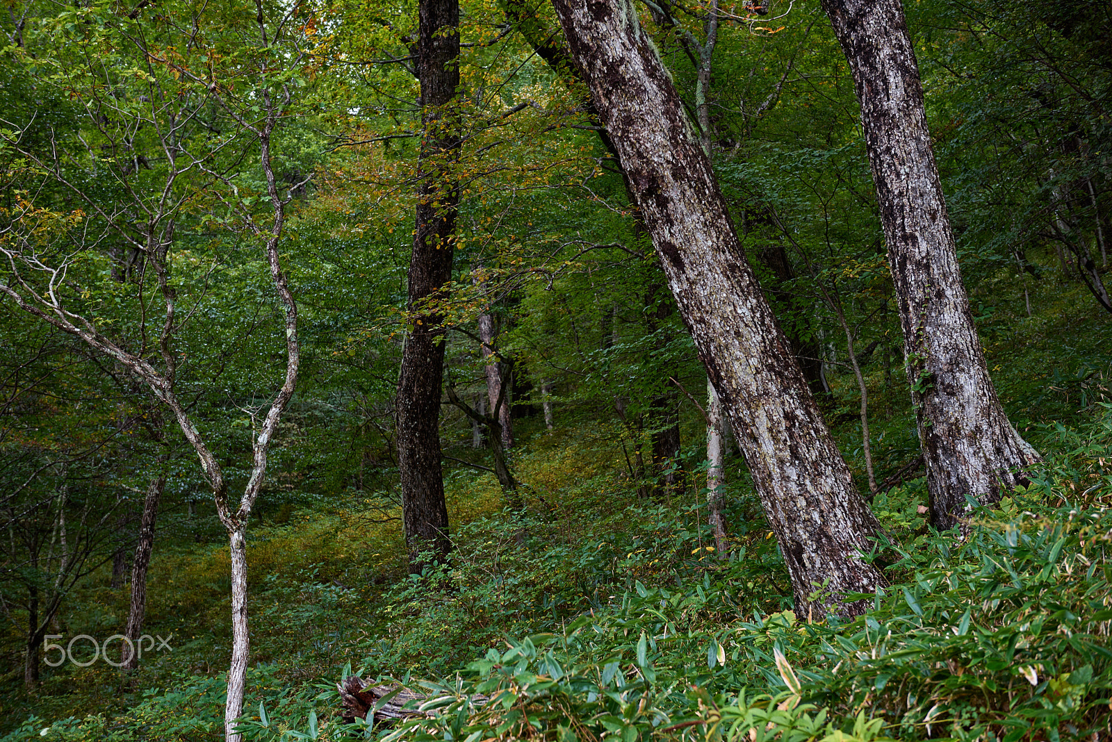 Nikon AF-S Nikkor 24-70mm F2.8G ED sample photo. In the forest photography