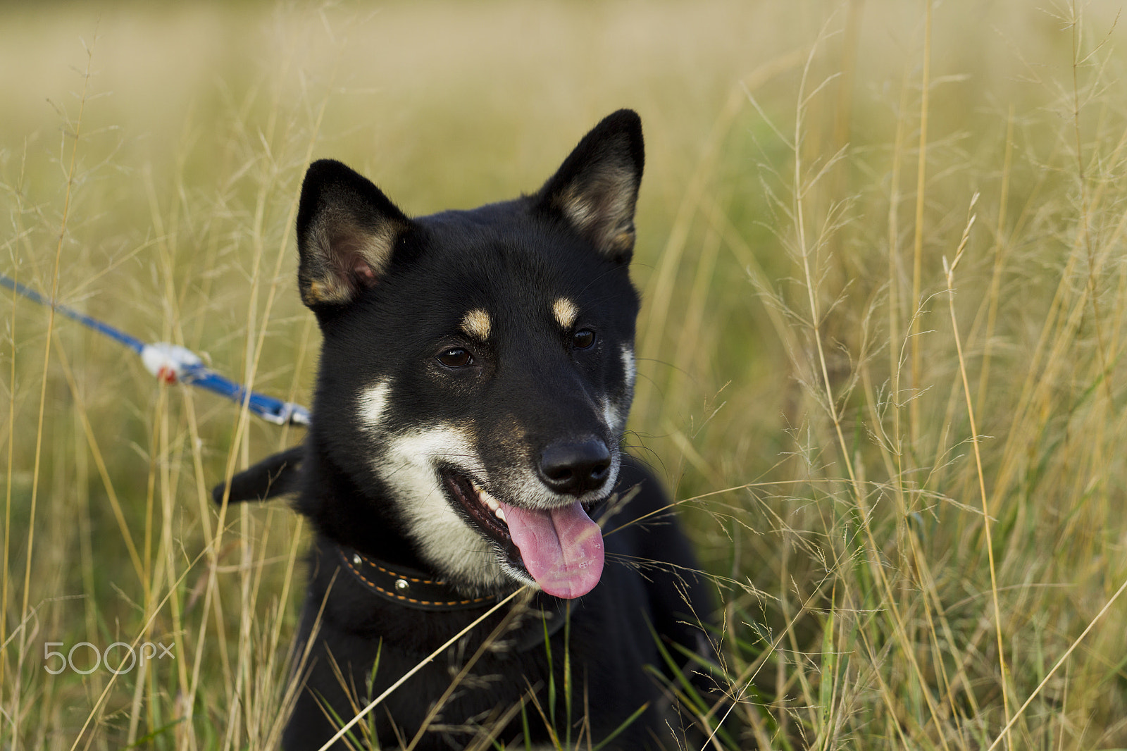 Canon EF 100mm F2.8L Macro IS USM sample photo. Japanese breed of dogs sibu inu for a walk photography