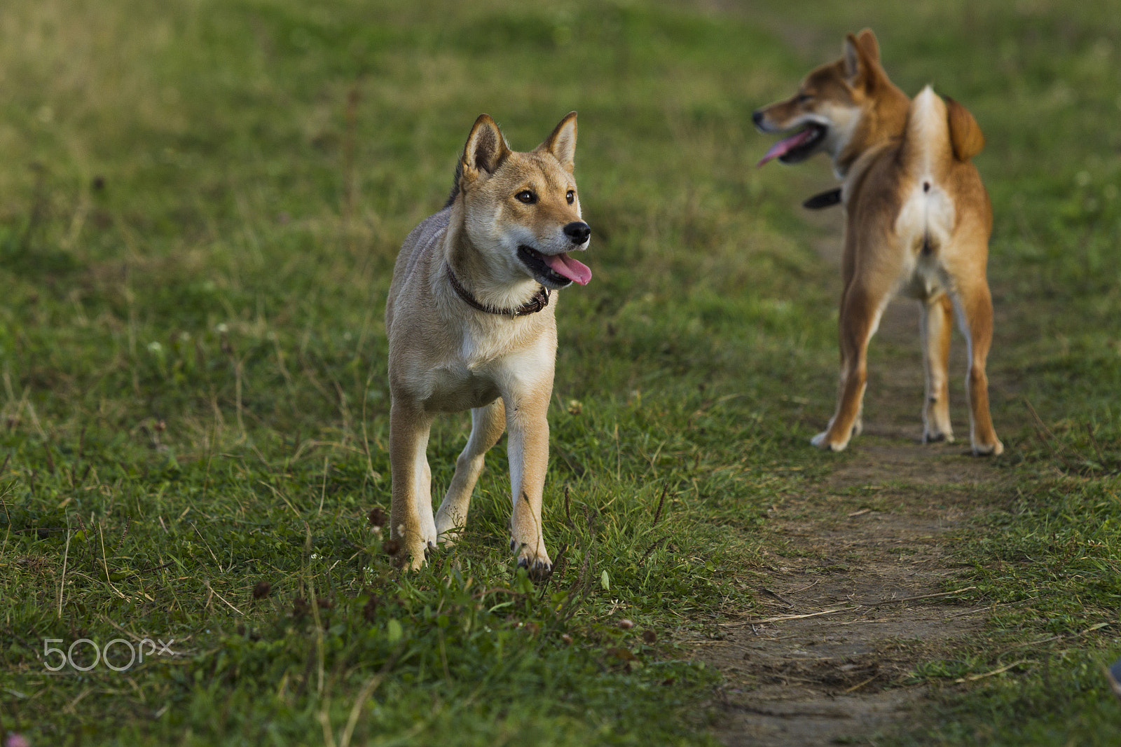 Canon EOS-1D Mark IV sample photo. Japanese breed of dogs sibu inu for a walk photography