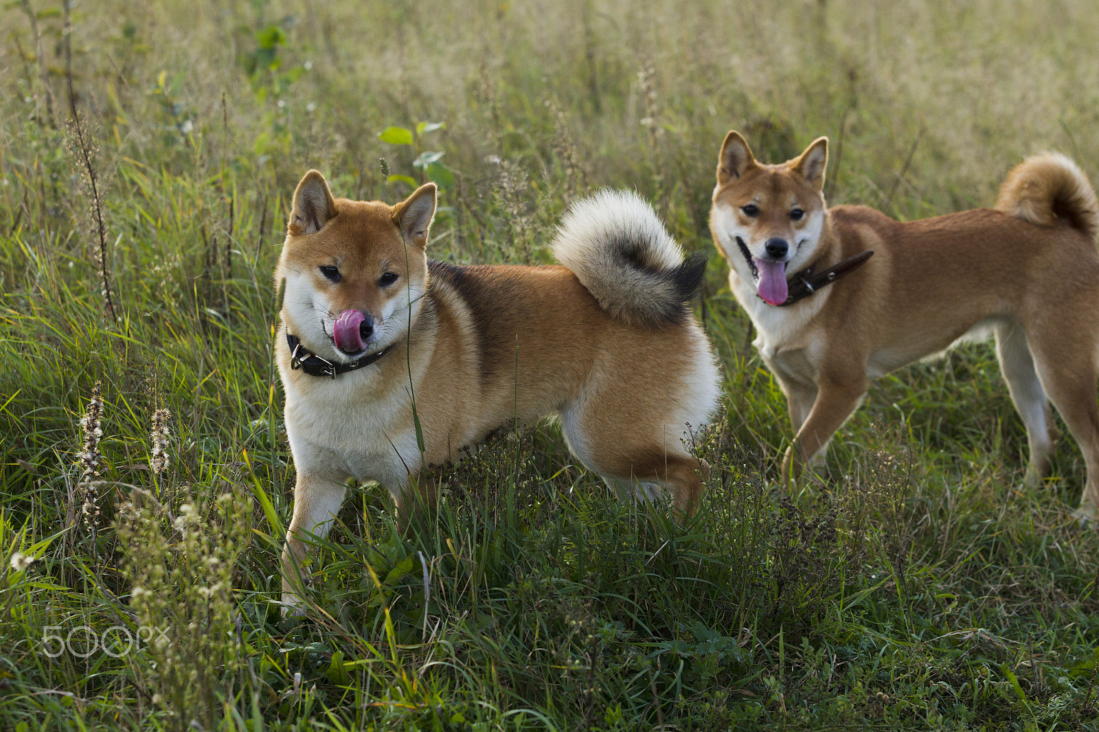 Canon EOS-1D Mark IV sample photo. Japanese breed of dogs sibu inu for a walk photography