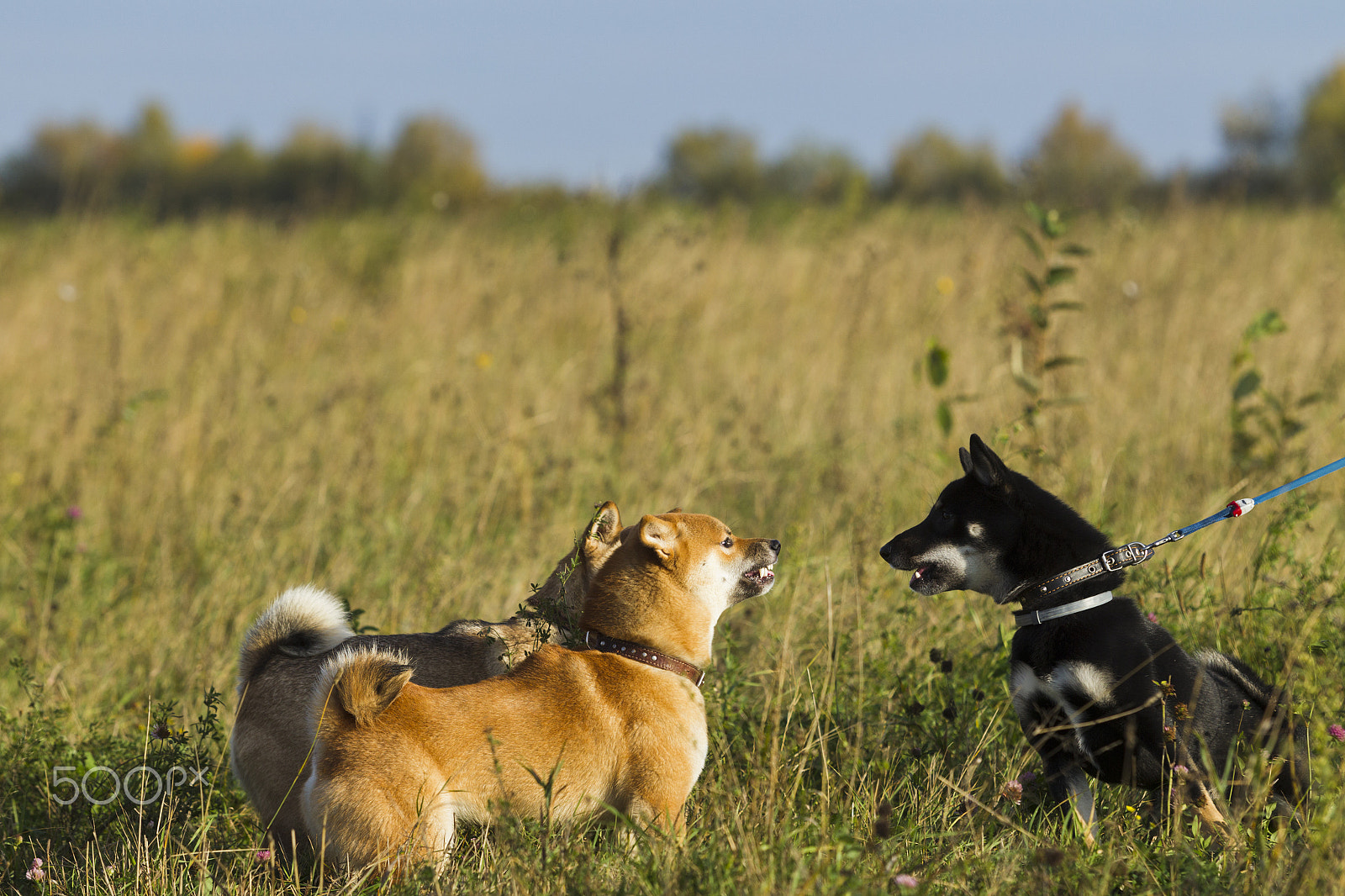 Canon EOS-1D Mark IV sample photo. Japanese breed of dogs sibu inu for a walk photography