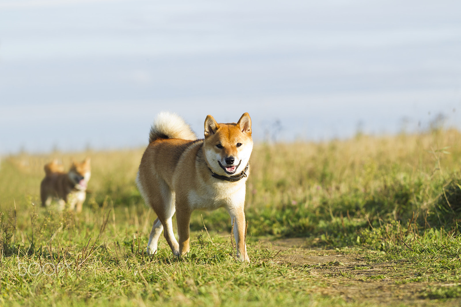 Canon EF 100mm F2.8L Macro IS USM sample photo. Japanese breed of dogs sibu inu for a walk photography